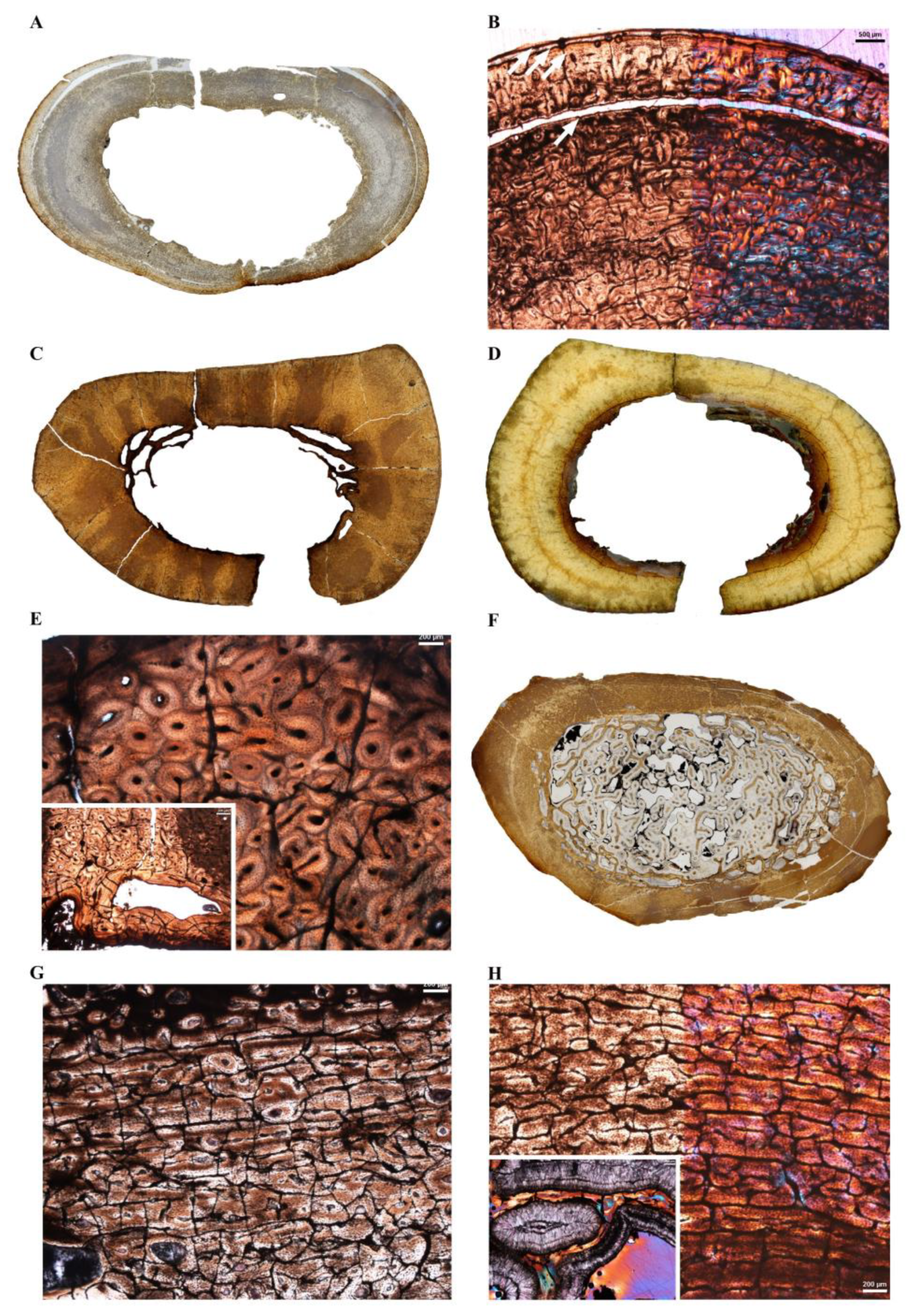 Diversity 14 00298 g010 Diversity 14 00298 g010