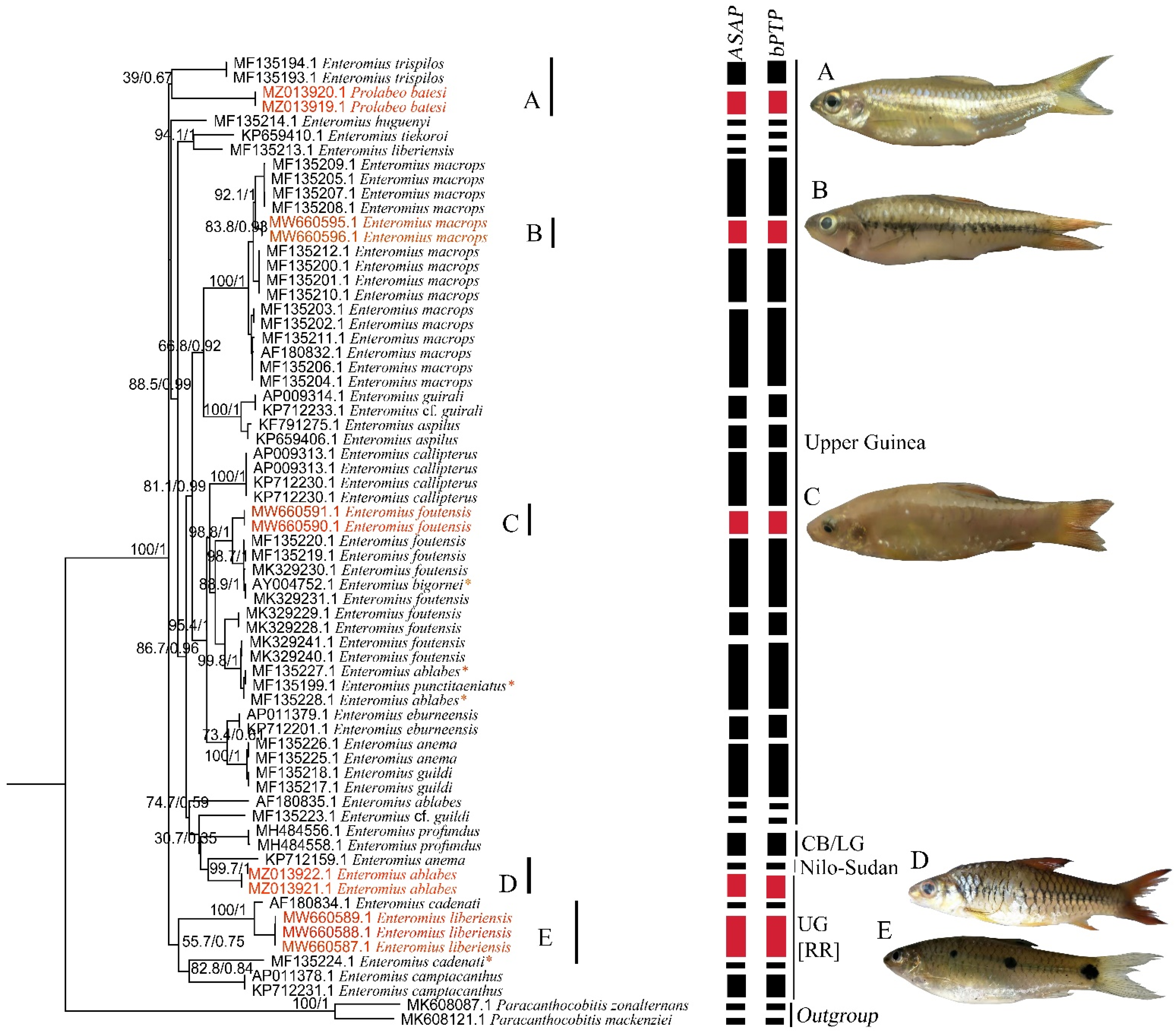 Diversity 14 00299 g003