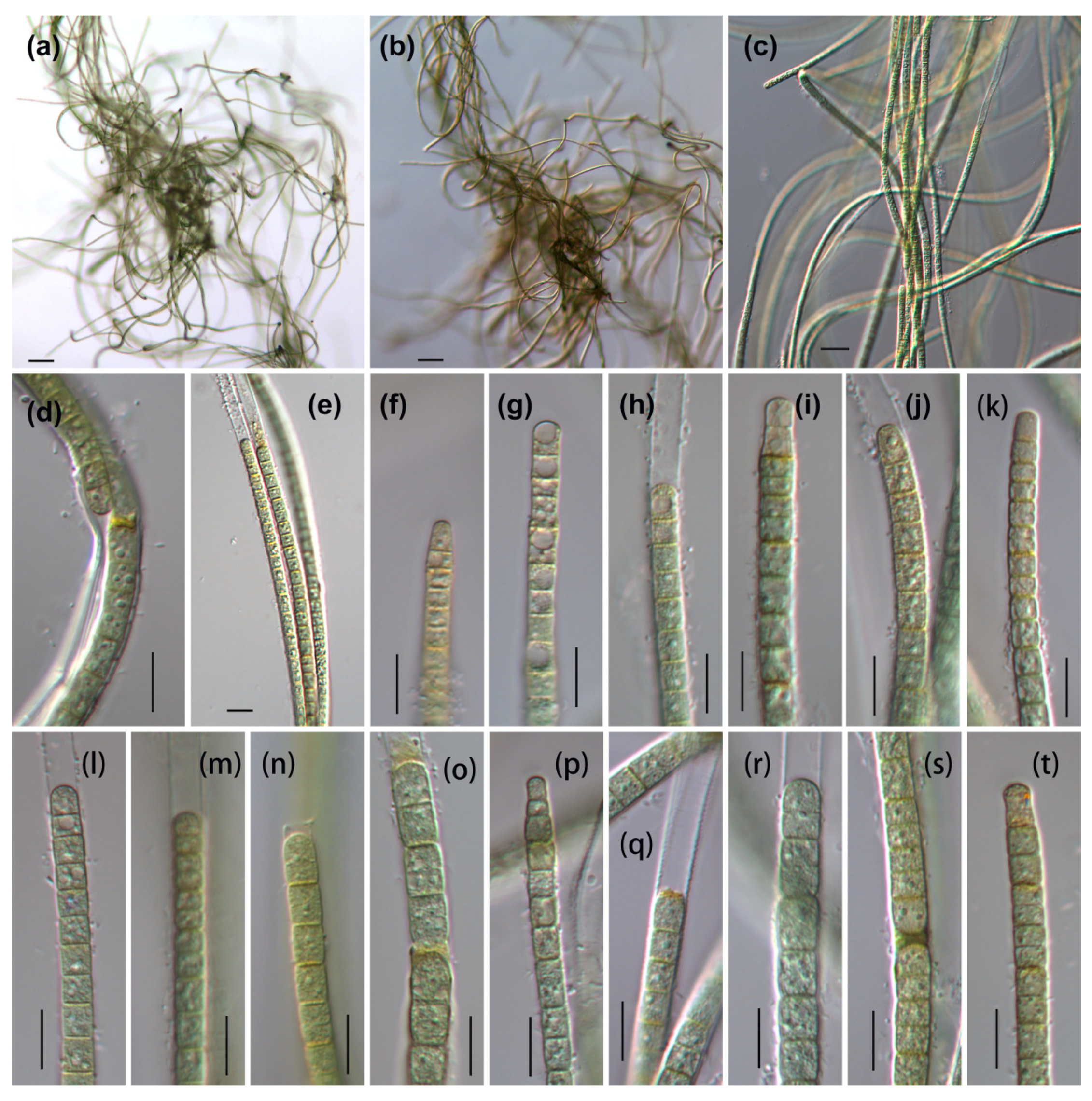 Diversity 14 00301 g004