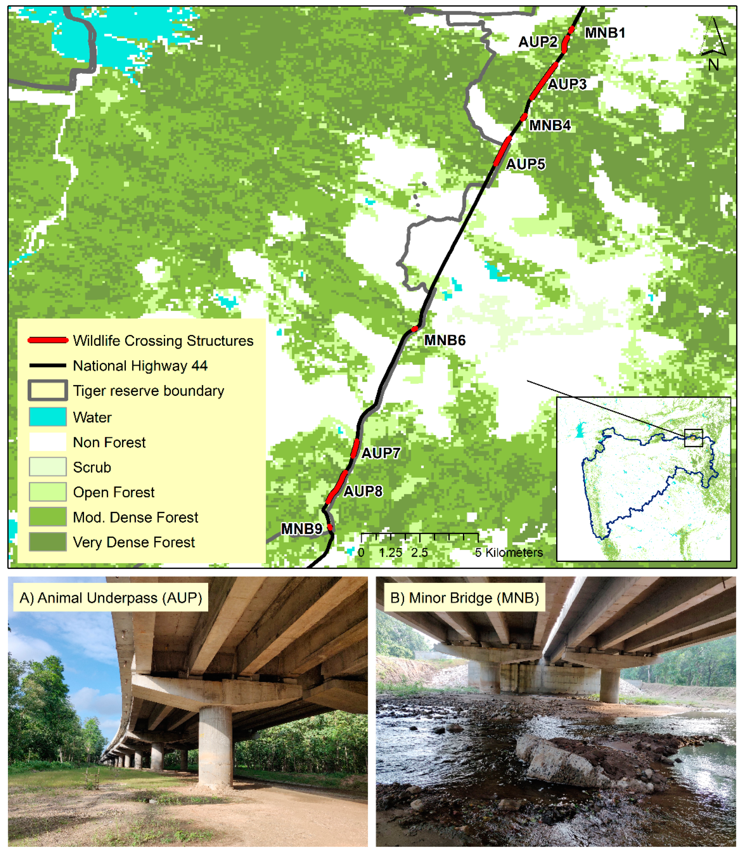 Diversity | Free Full-Text | Safe Passage or Hunting Ground? A Test of the Prey-Trap Hypothesis at Wildlife Crossing Structures on NH 44, Pench Tiger Reserve, Maharashtra, India Diversity | Free Full-Text | Safe Passage or Hunting Ground? A Test of the Prey-Trap Hypothesis at Wildlife Crossing Structures on NH 44, Pench Tiger Reserve, Maharashtra, India