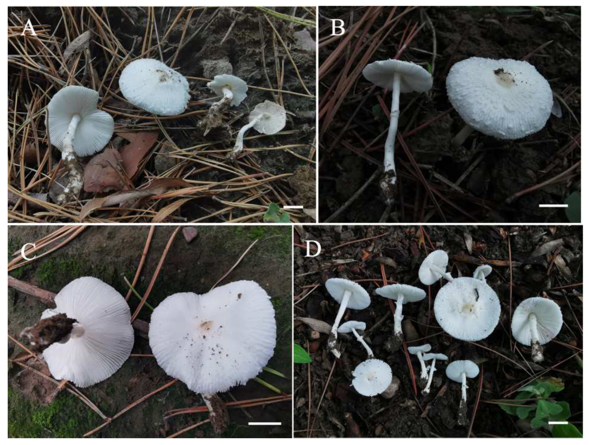 Diversity 14 00314 g002 550