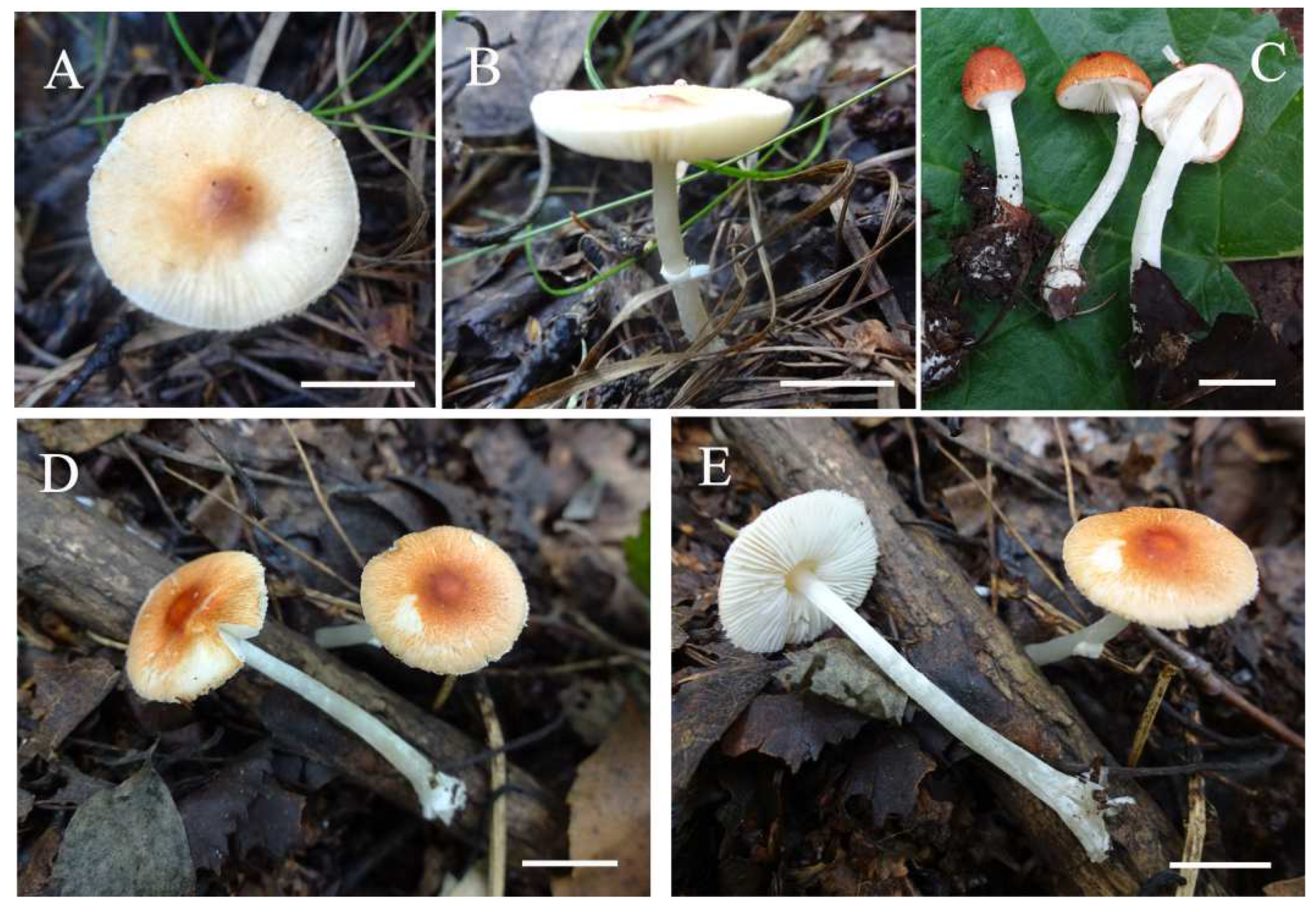 Diversity 14 00314 g006 550