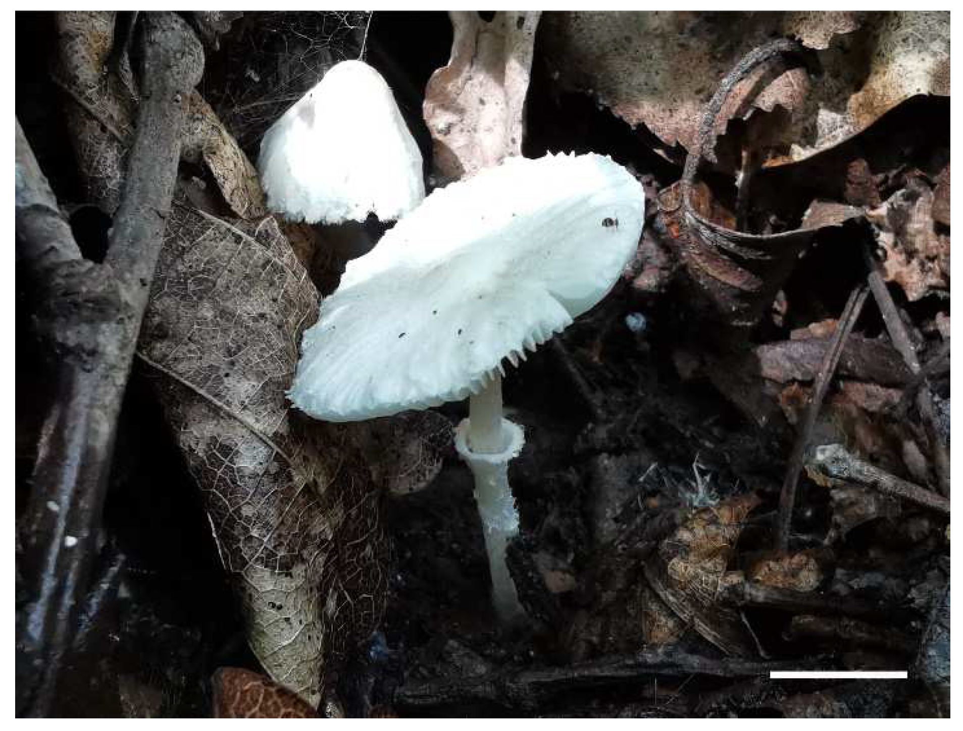 Diversity 14 00314 g008 550