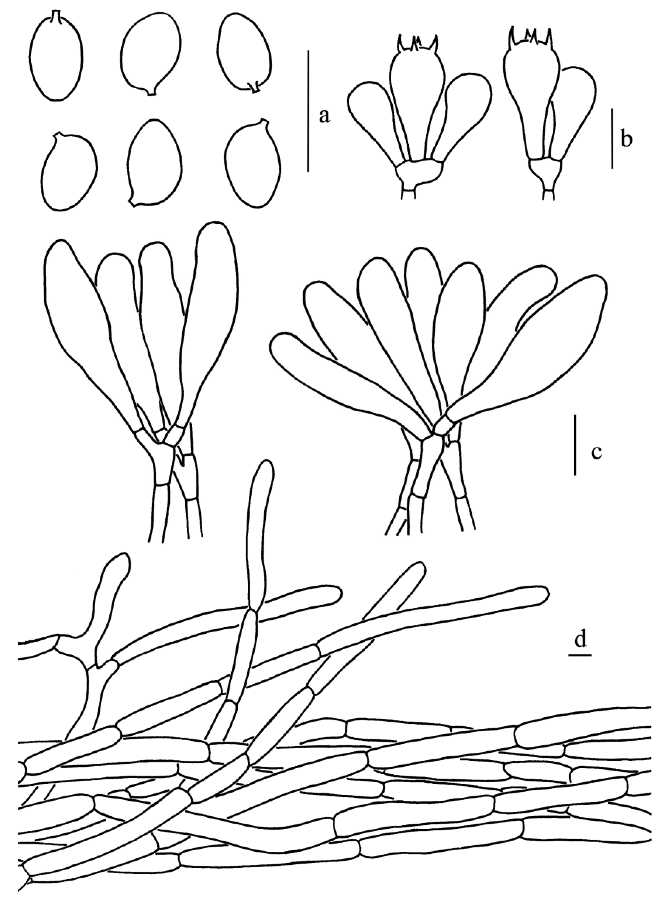 Diversity 14 00314 g009 550