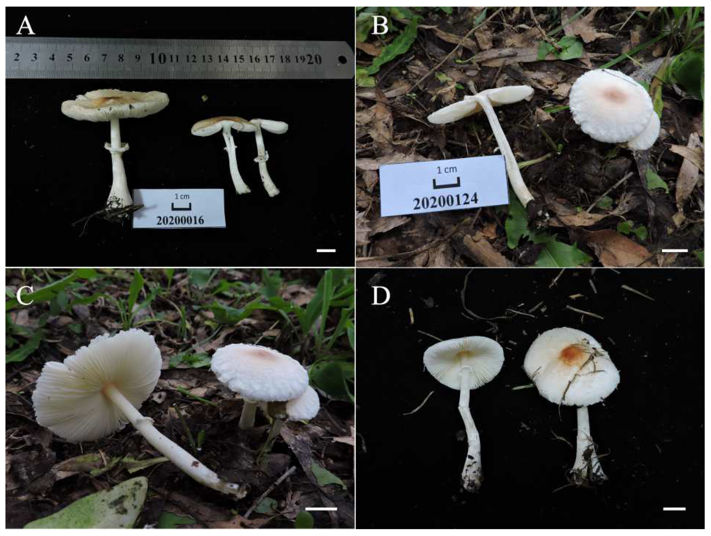 Diversity 14 00314 g010 550