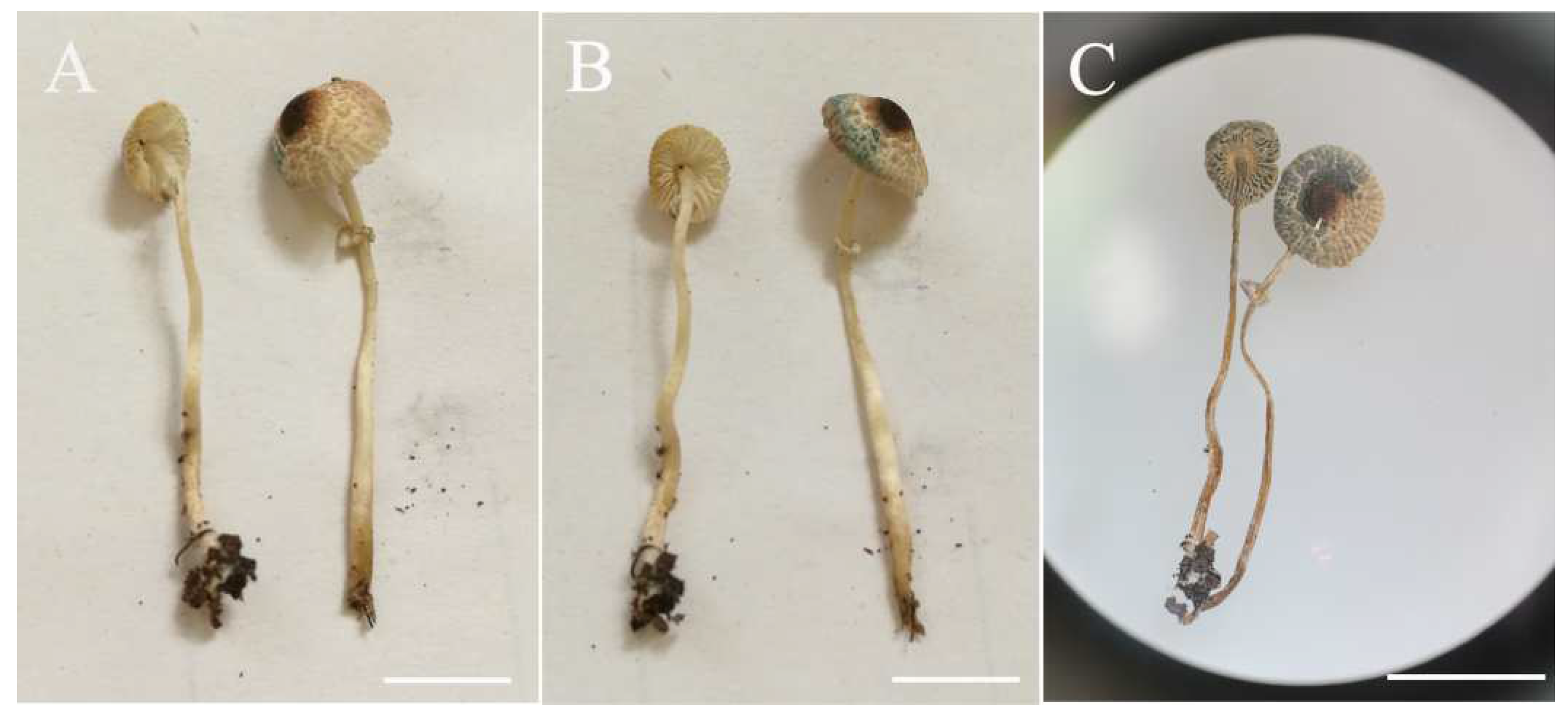 Diversity 14 00314 g012 550