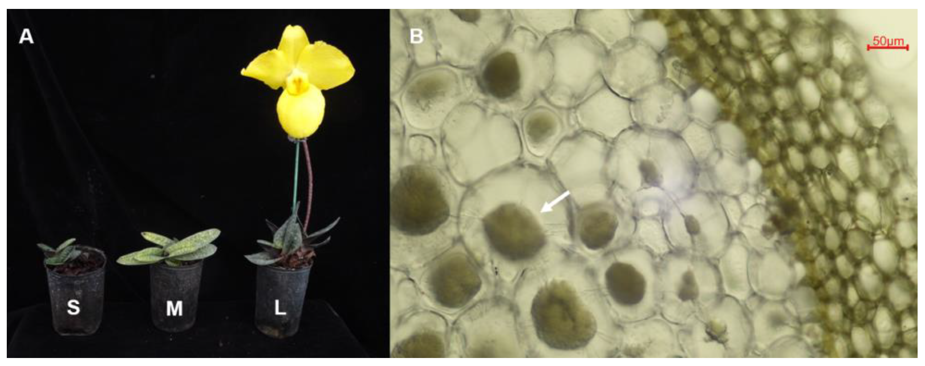 Diversity 14 00321 g001