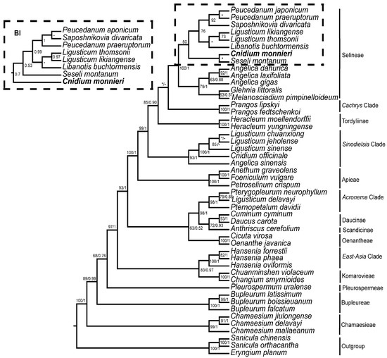 Complete Chloroplast Genome of Cnidium monnieri (Apiaceae