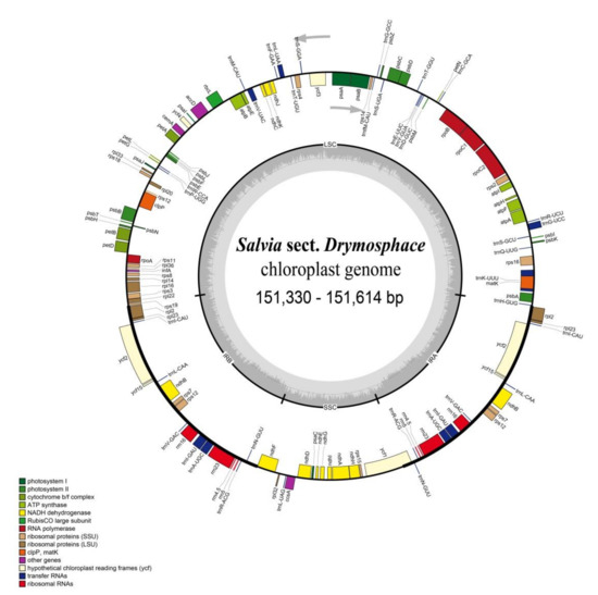 Chloroplast Genome of Salvia Sect. Drymosphace: Comparative