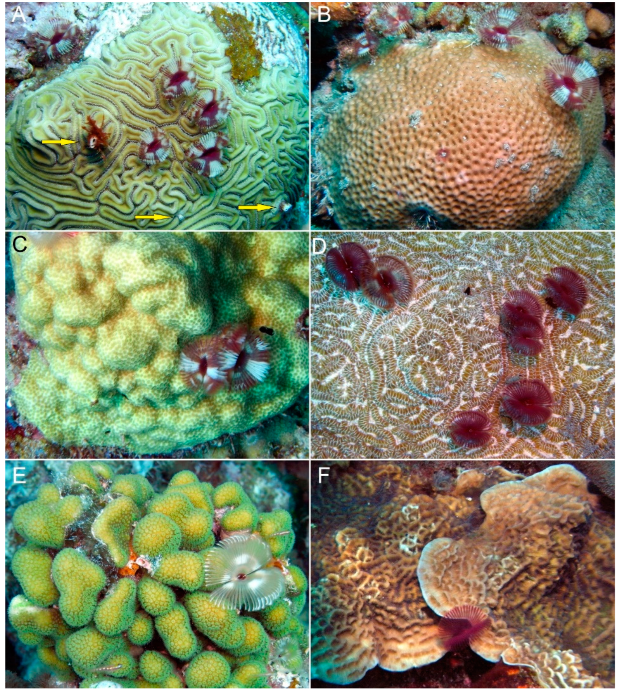 Diversity 14 00332 g002