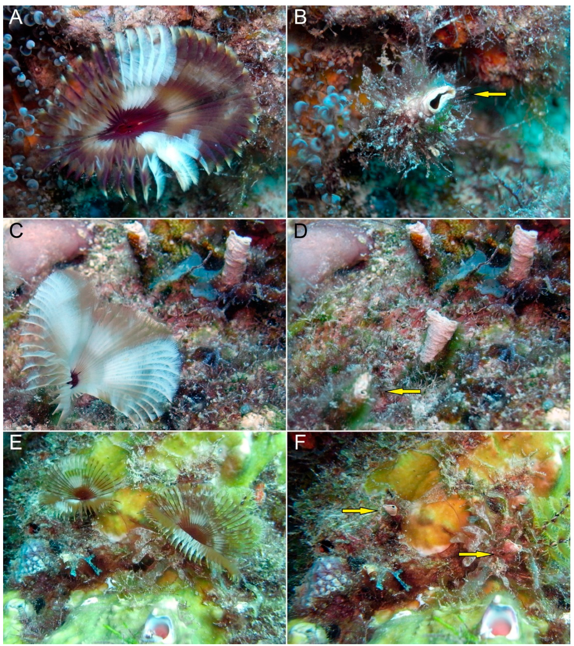 Diversity 14 00332 g003