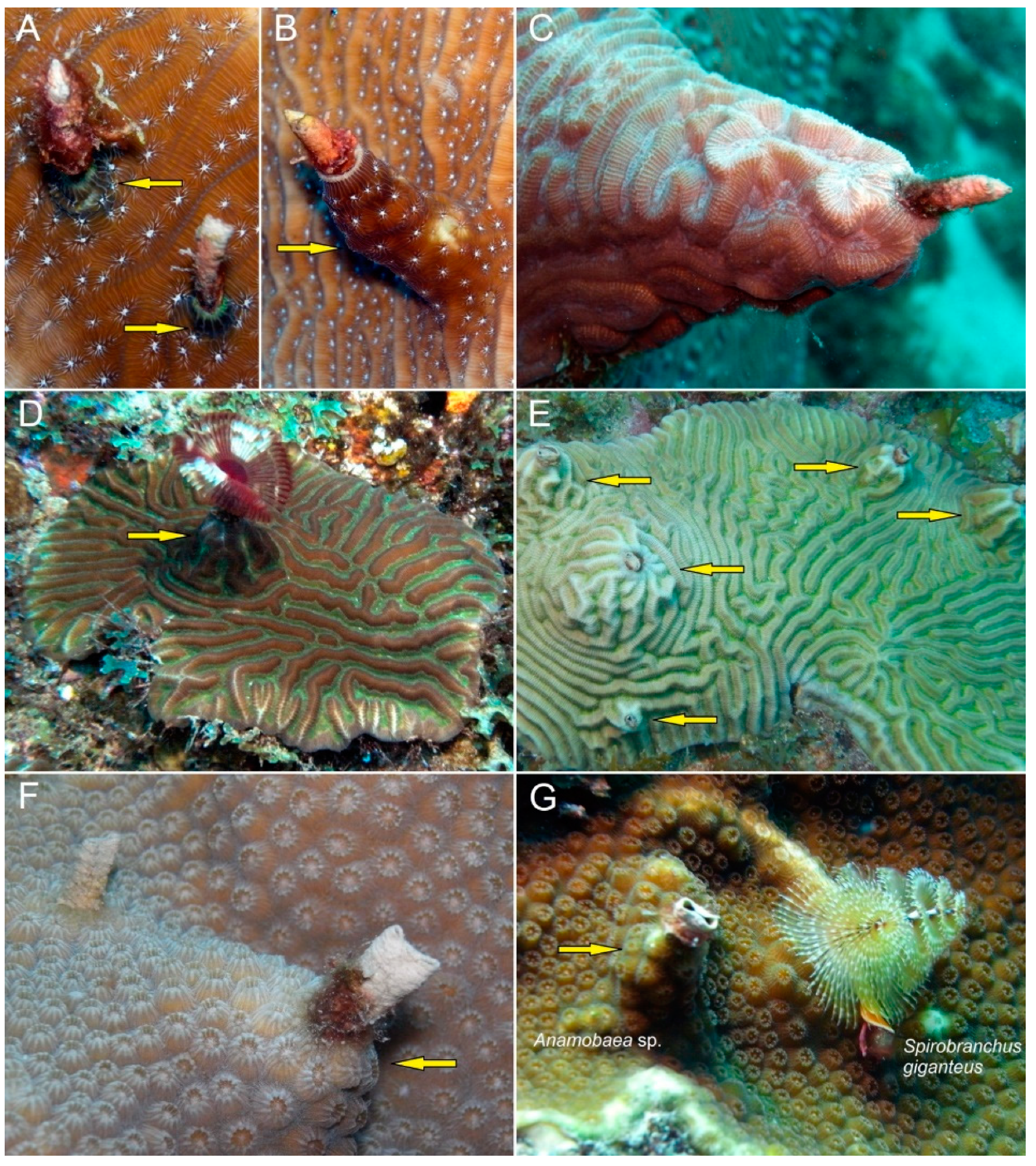 Diversity 14 00332 g004