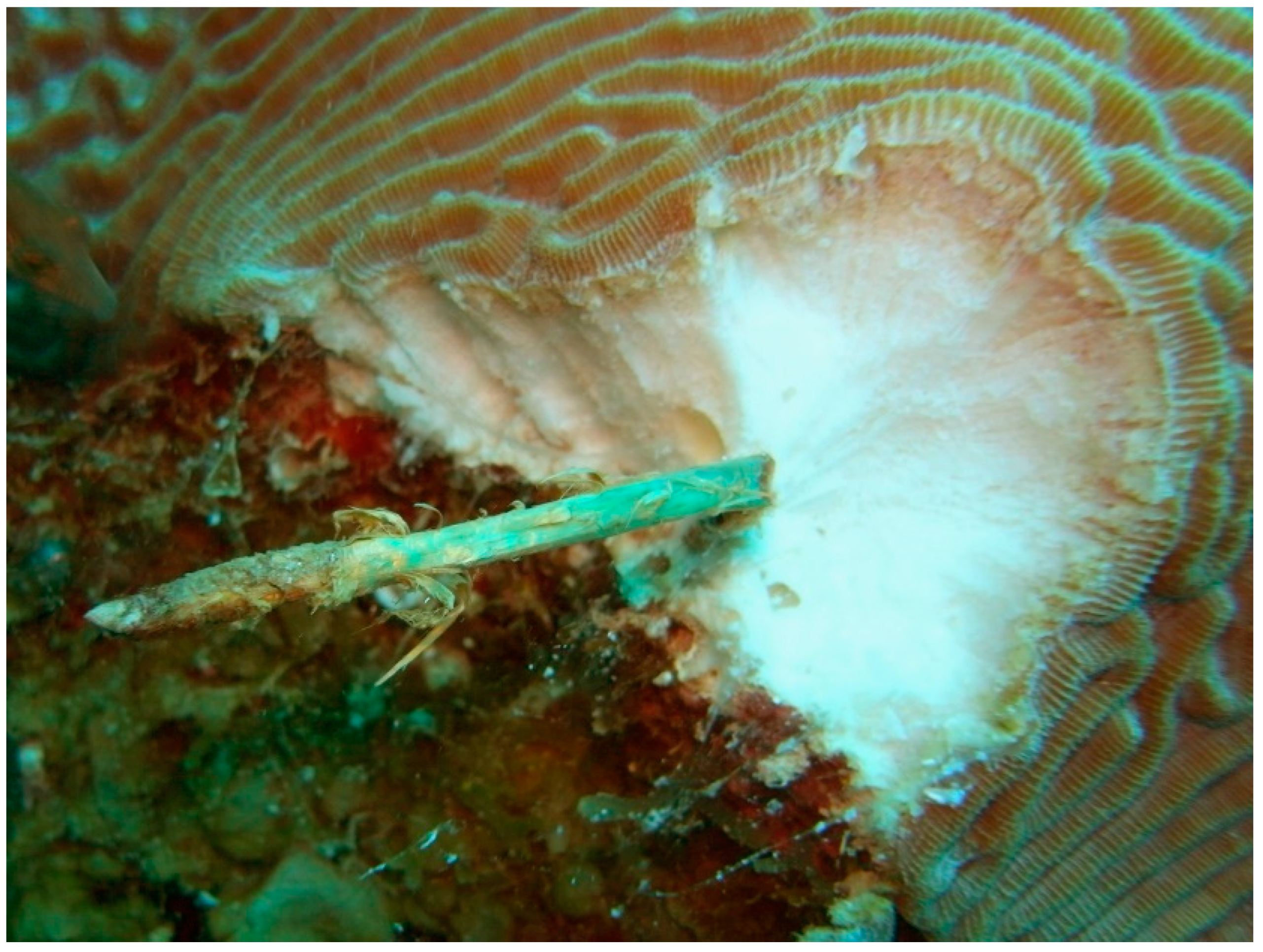 Diversity 14 00332 g005