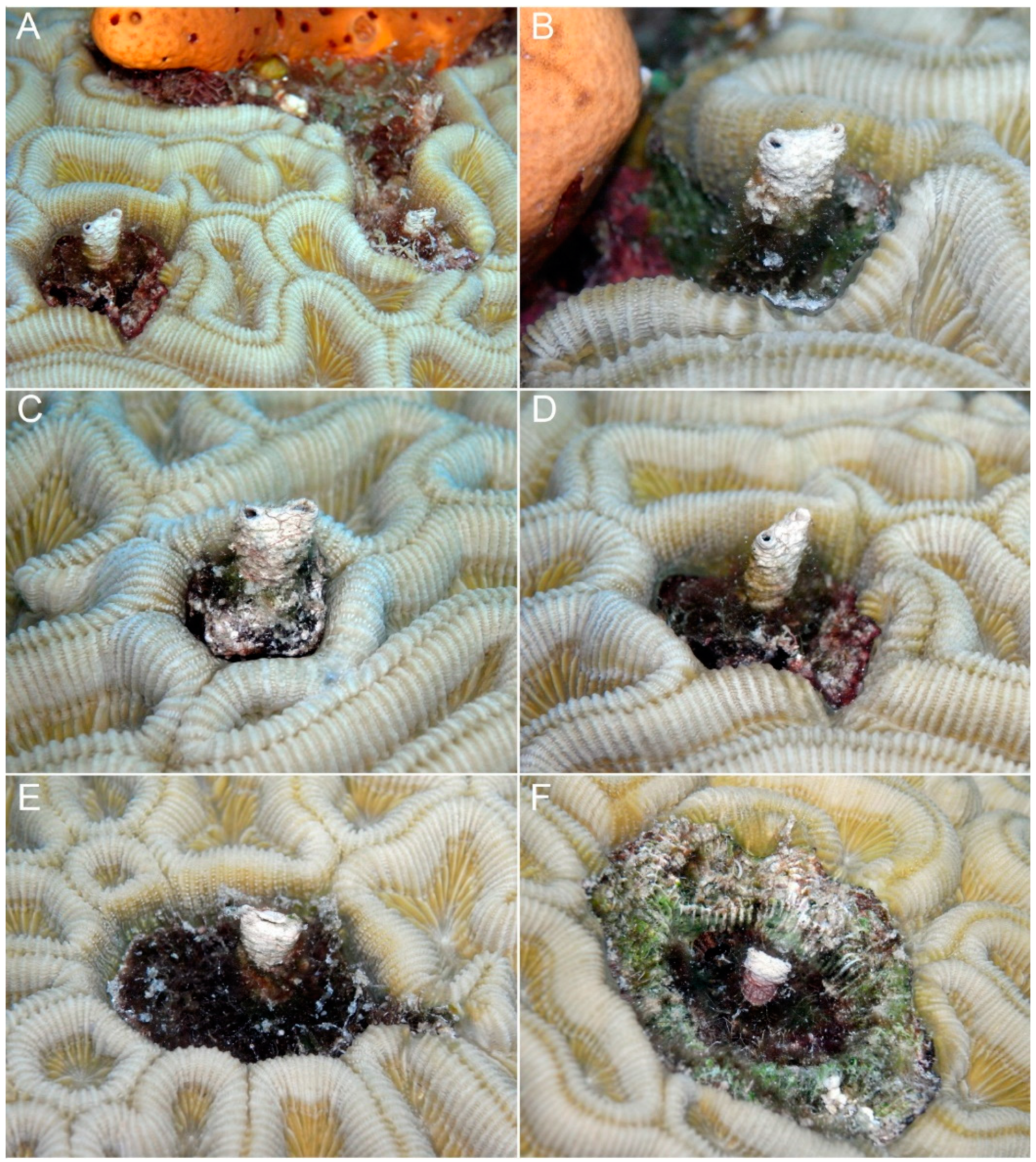 Diversity 14 00332 g006