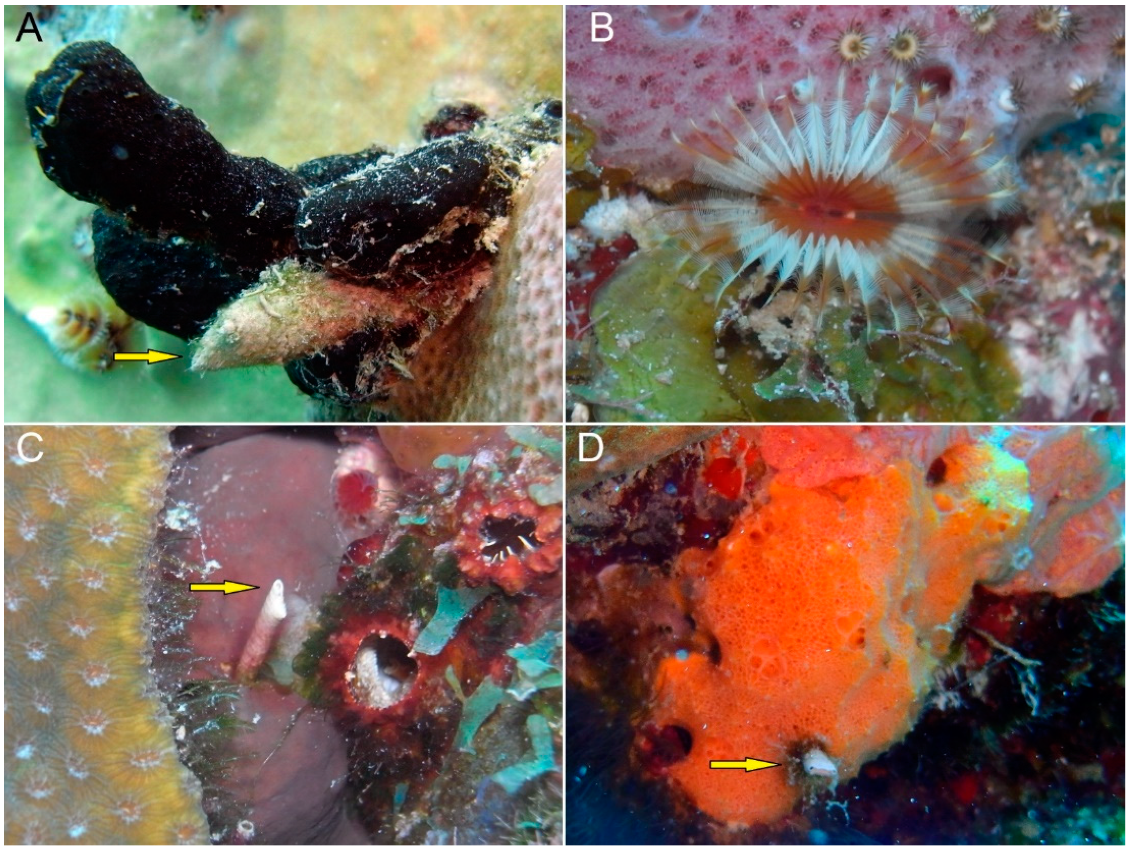 Diversity 14 00332 g009