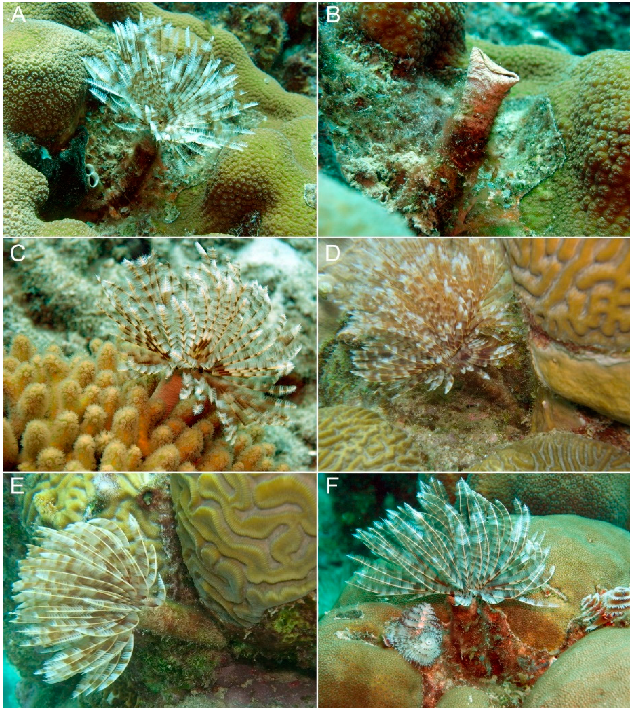 Reef-Ecosphere with live rocks, some Serpulidae and Sabellidae