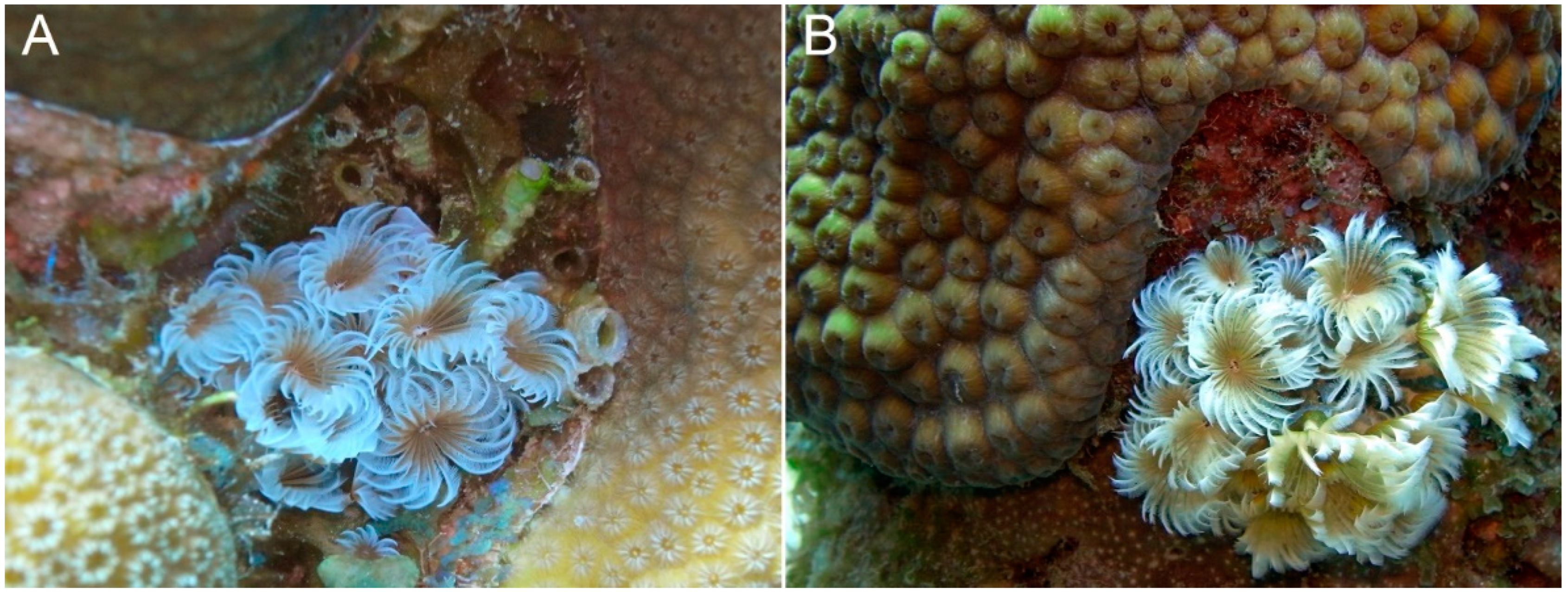 Diversity 14 00332 g011