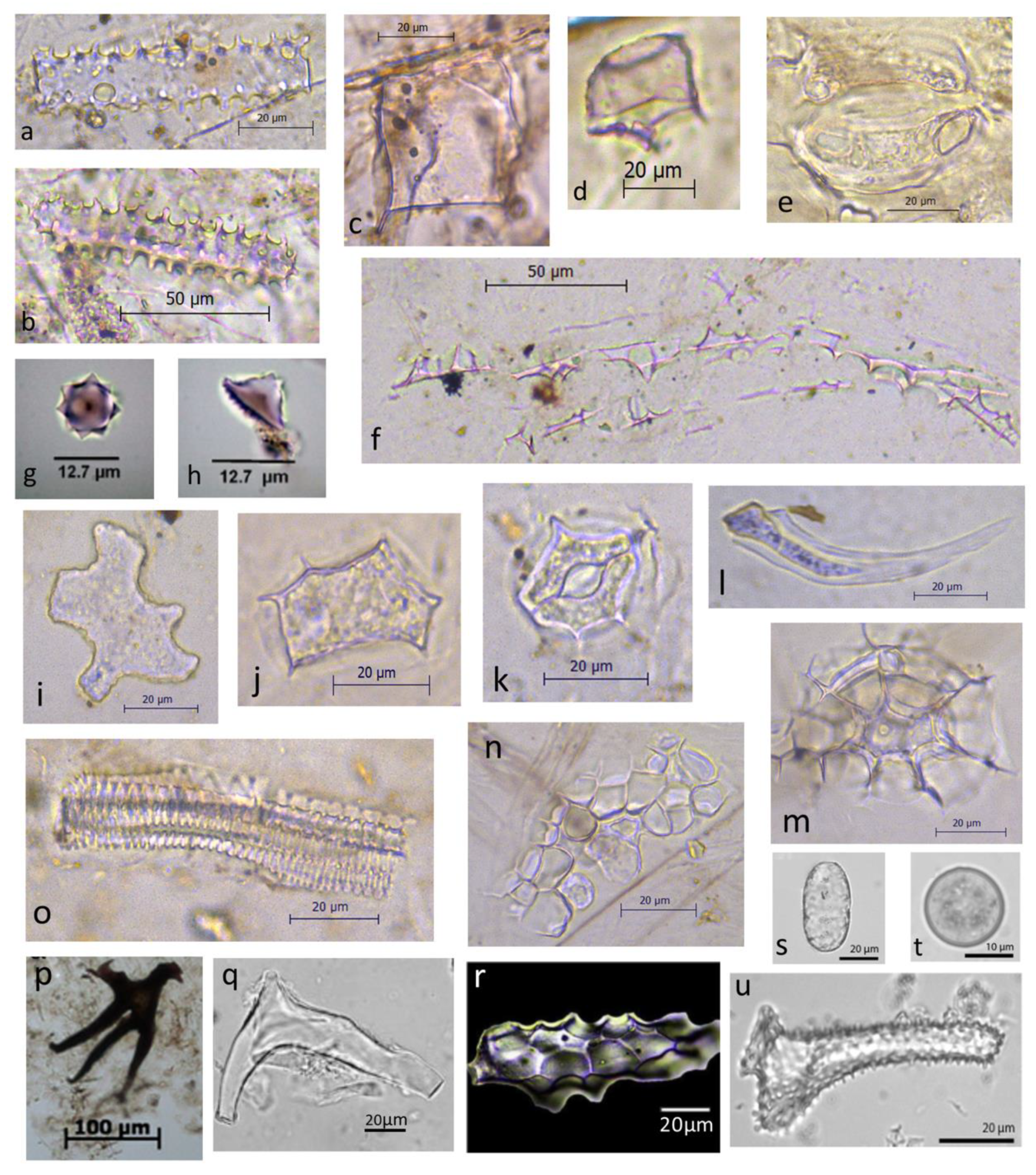 Diversity 14 00339 g001