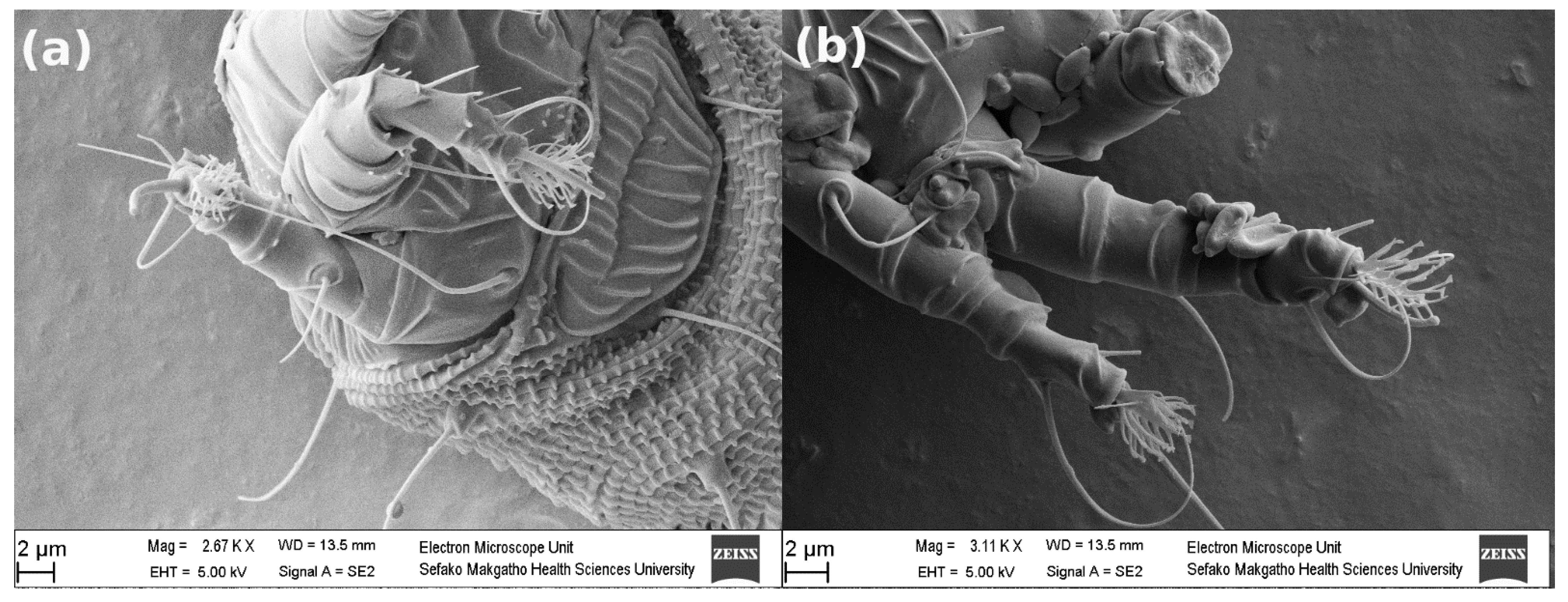 Diversity 14 00342 g008