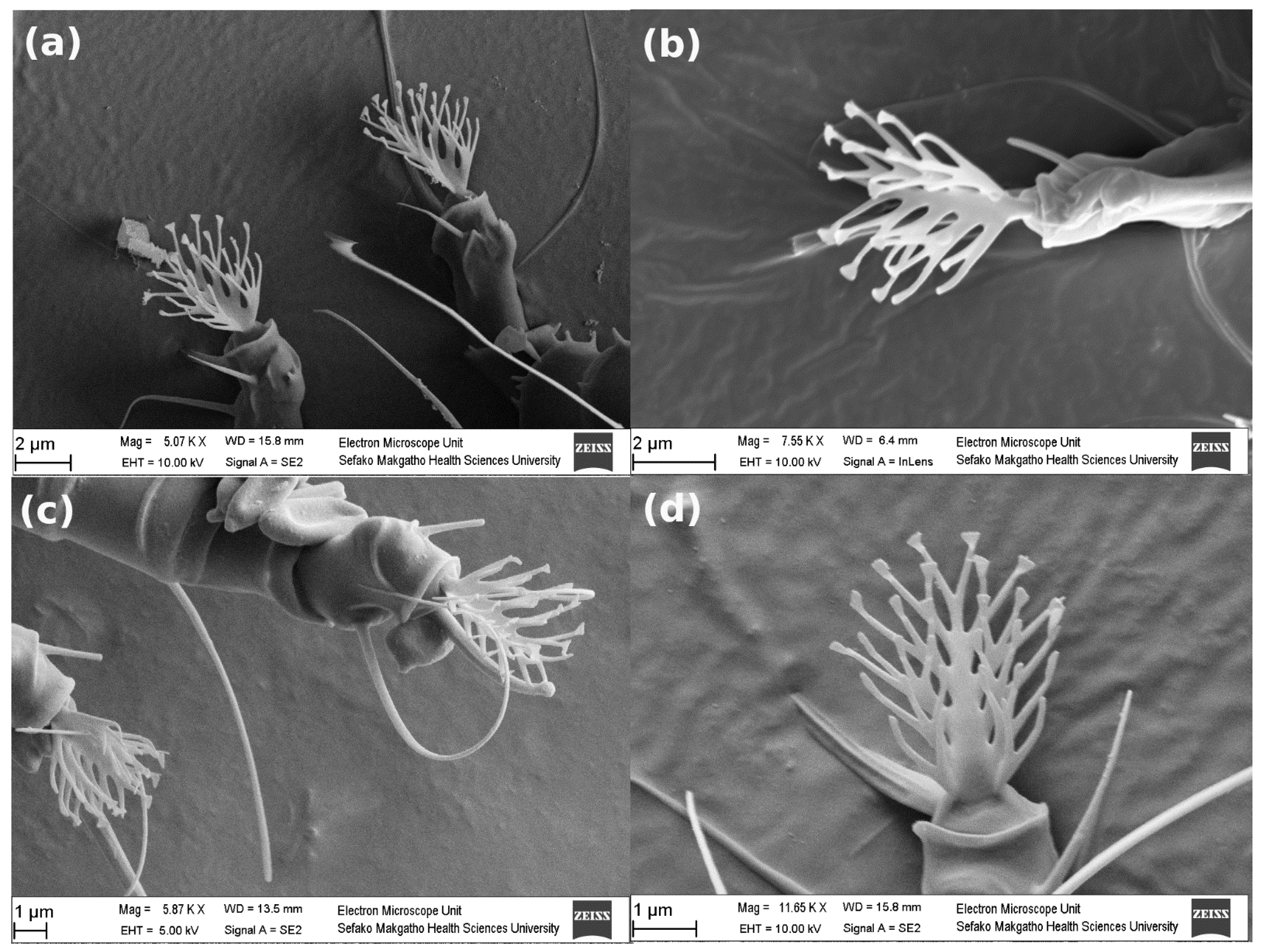 Diversity 14 00342 g009