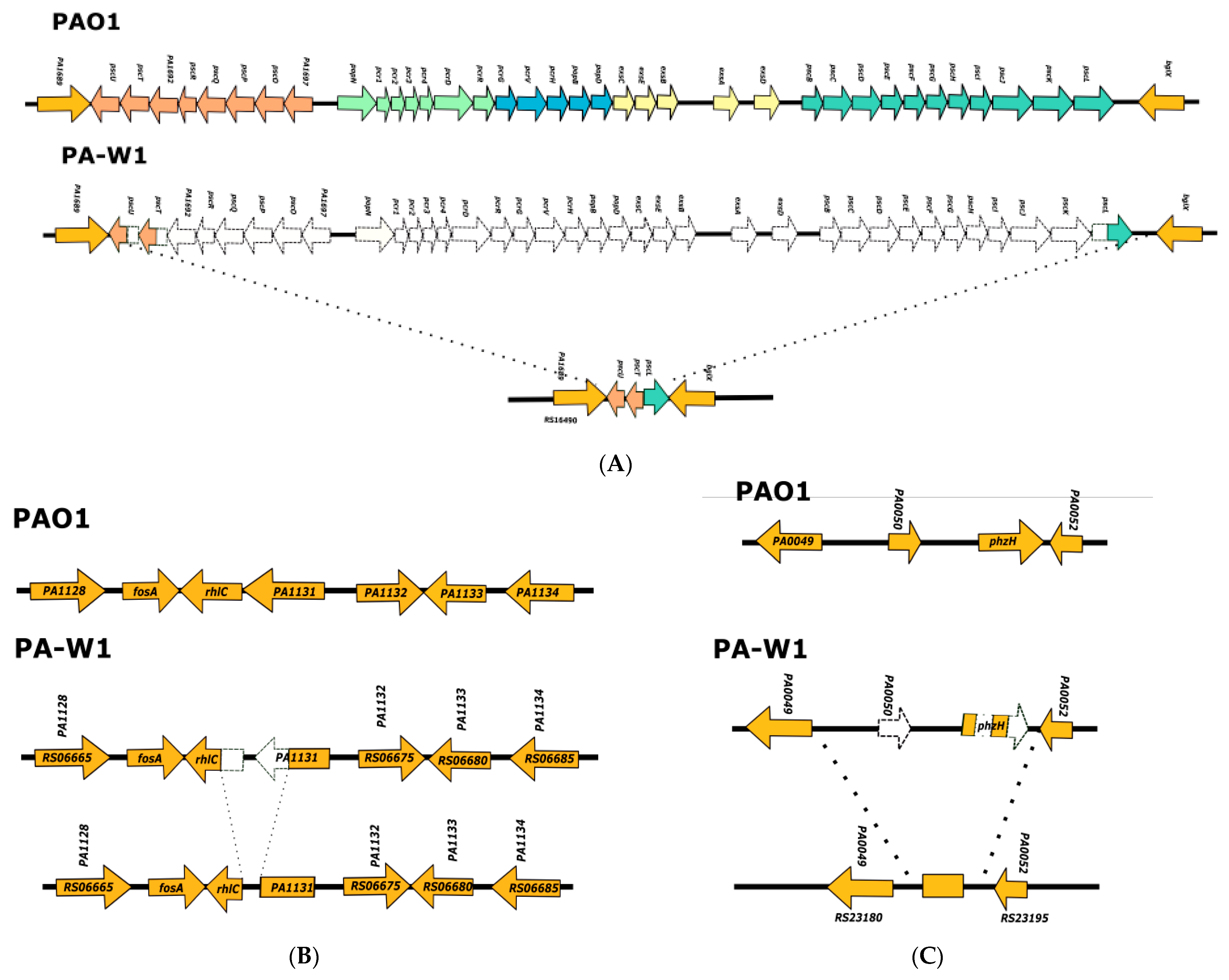 Diversity 14 00345 g003