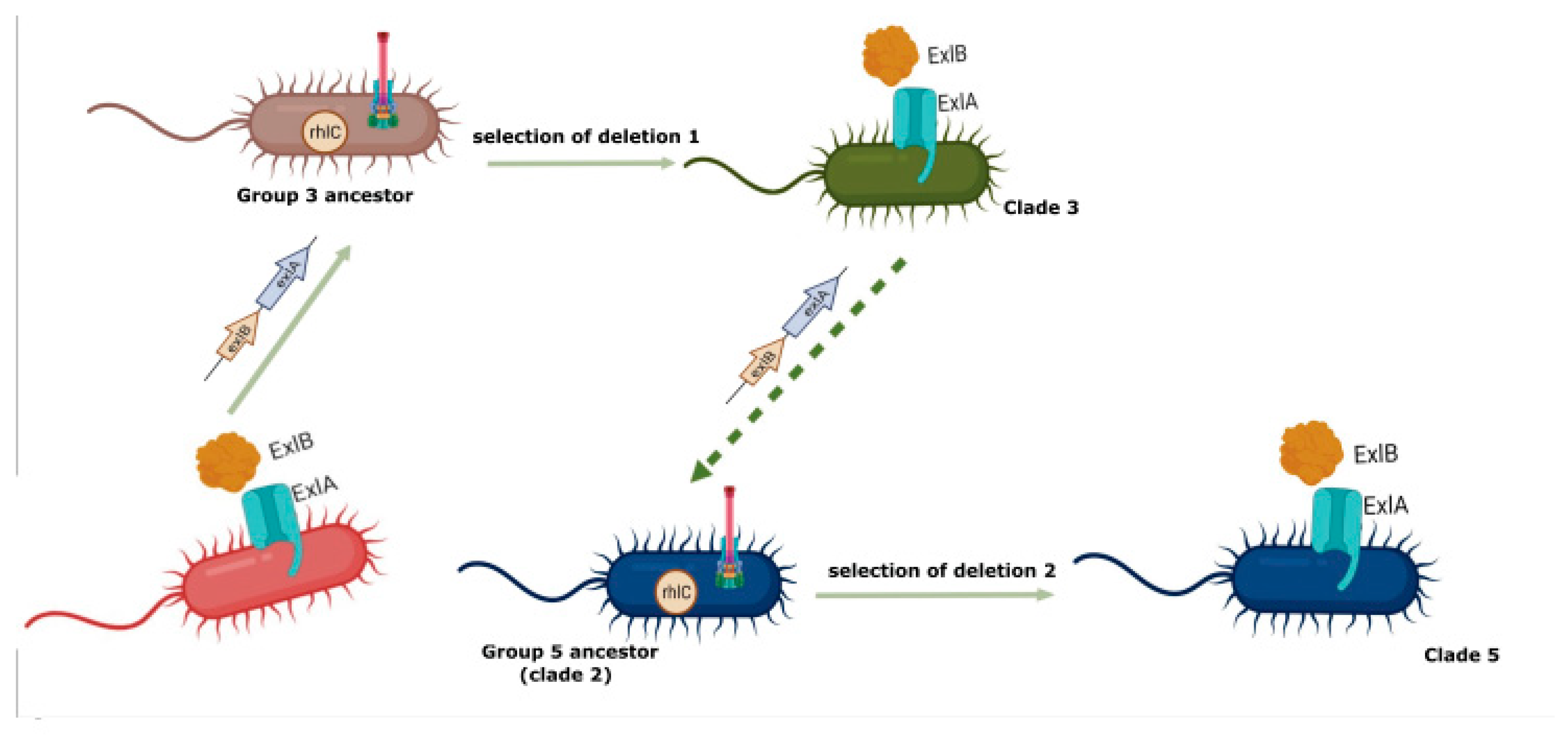 Diversity 14 00345 g004