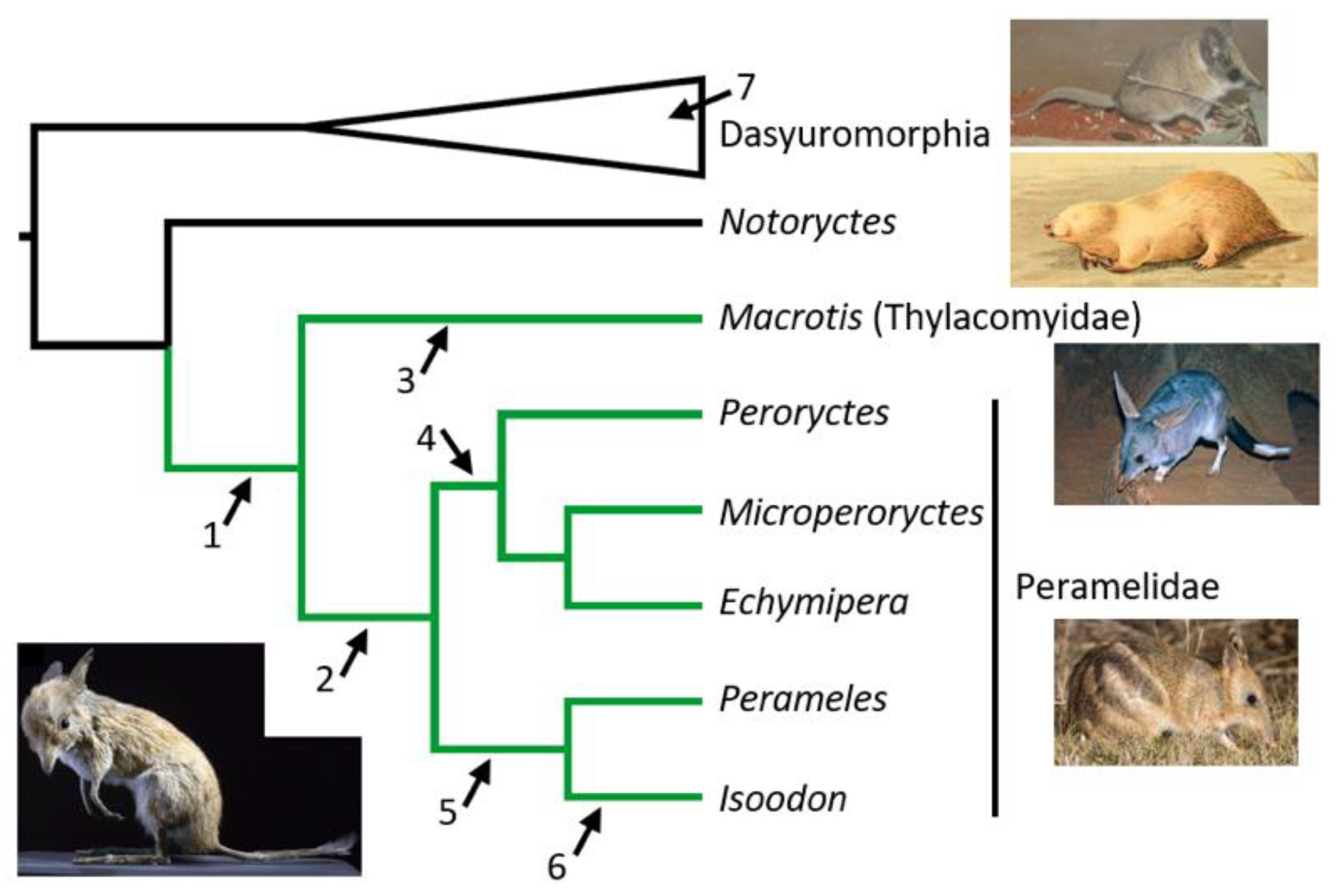 Diversity | Free Full-Text | Identifying Complex DNA Contamination in Pig-Footed Bandicoots Helps to Clarify an Anomalous Ecological Transition Diversity | Free Full-Text | Identifying Complex DNA Contamination in Pig-Footed Bandicoots Helps to Clarify an Anomalous Ecological Transition