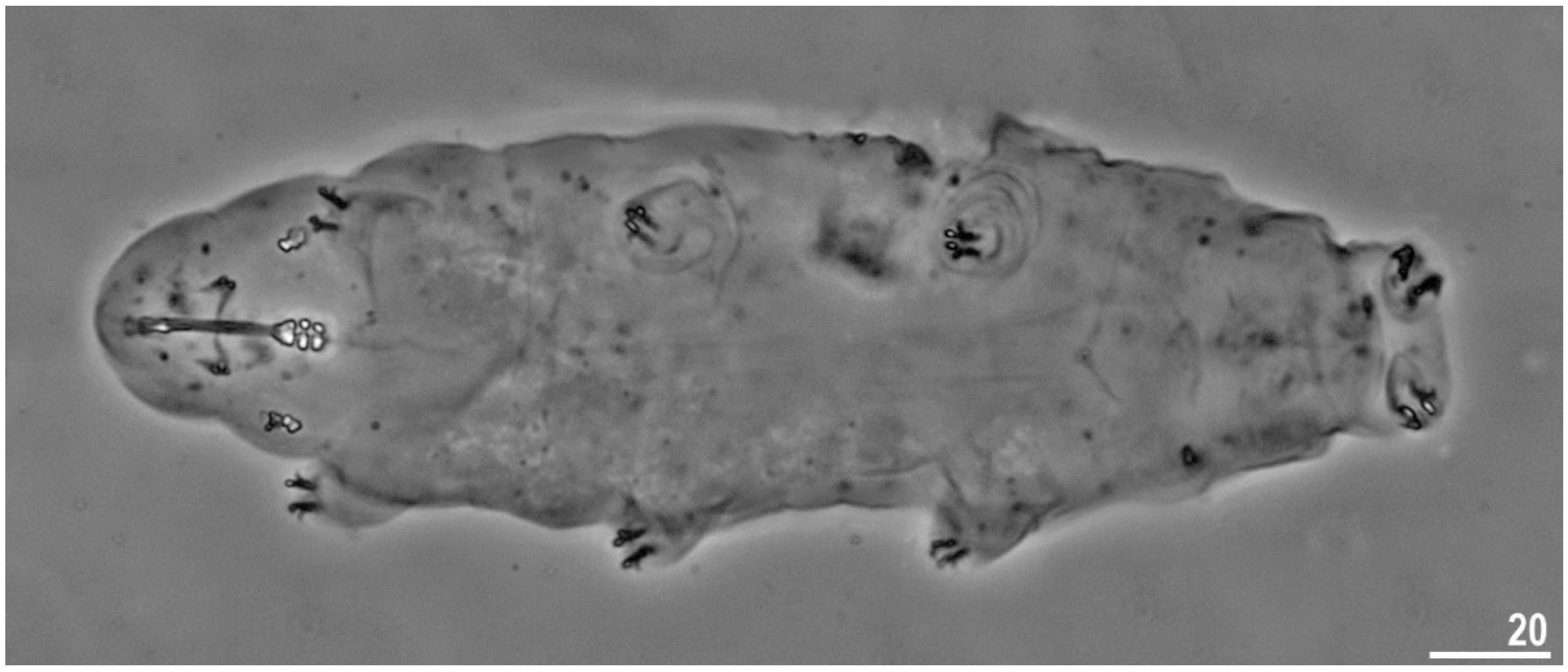 Diversity 14 00356 g001 550