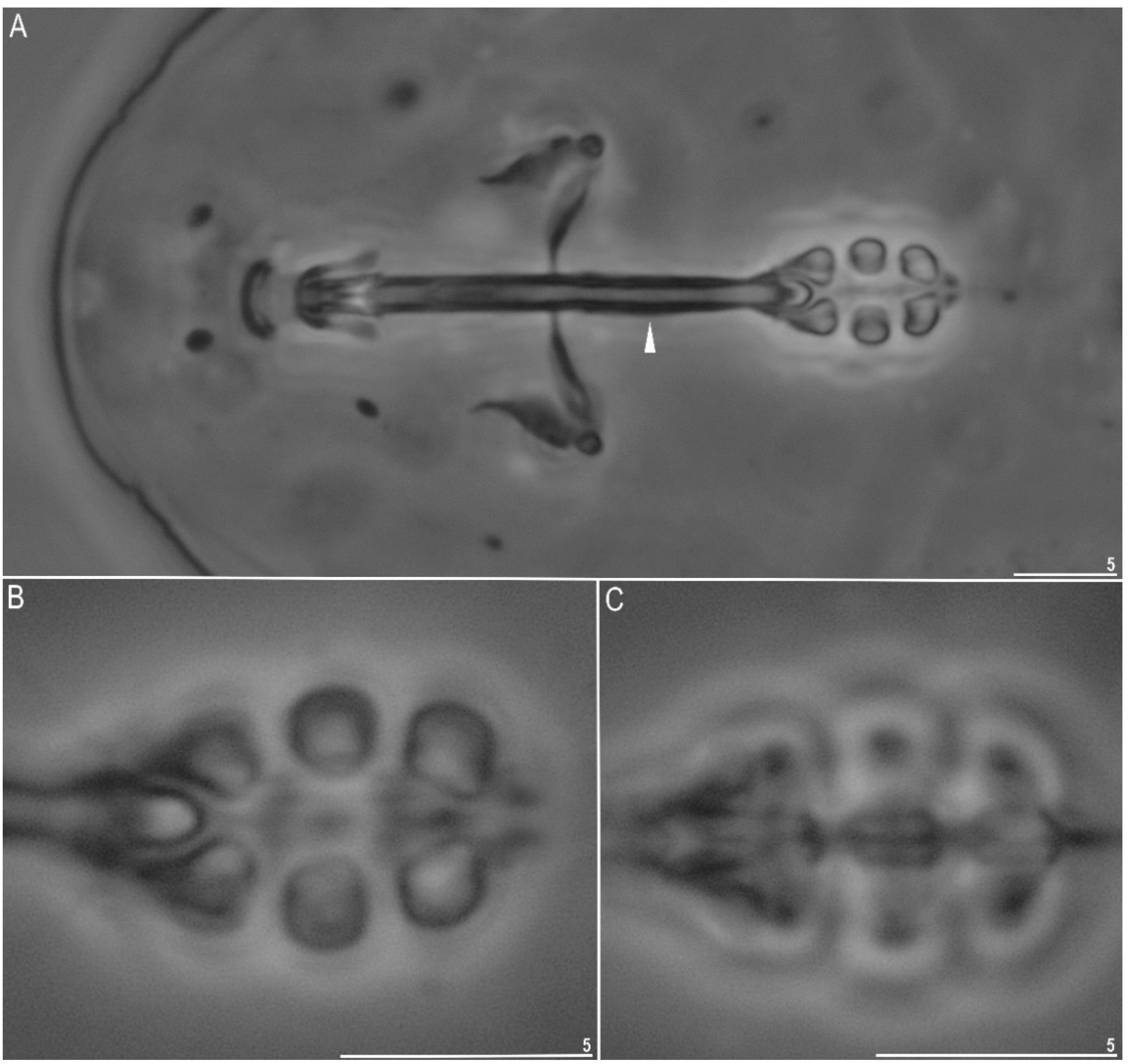 Diversity 14 00356 g002 550