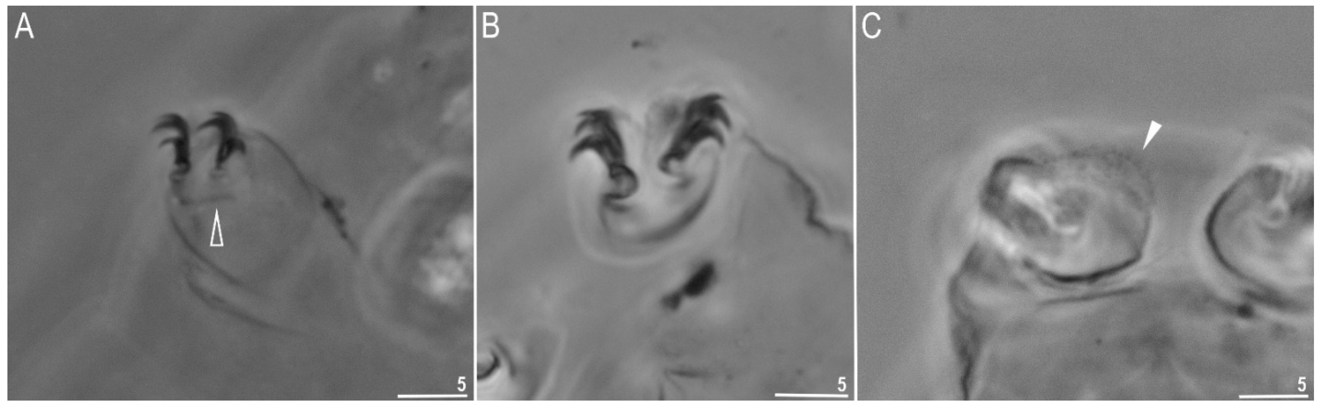 Diversity 14 00356 g003 550