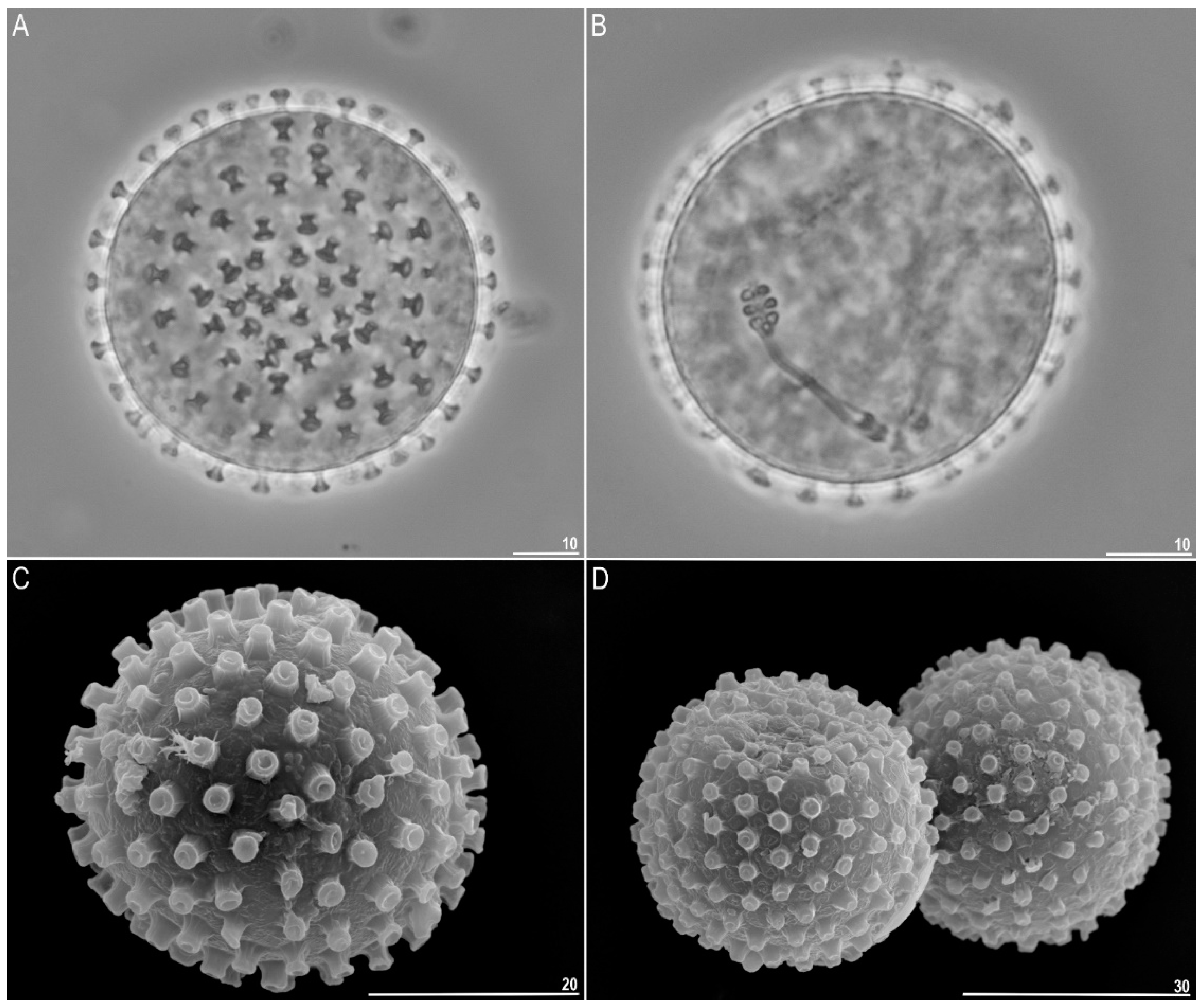 Diversity 14 00356 g004 550