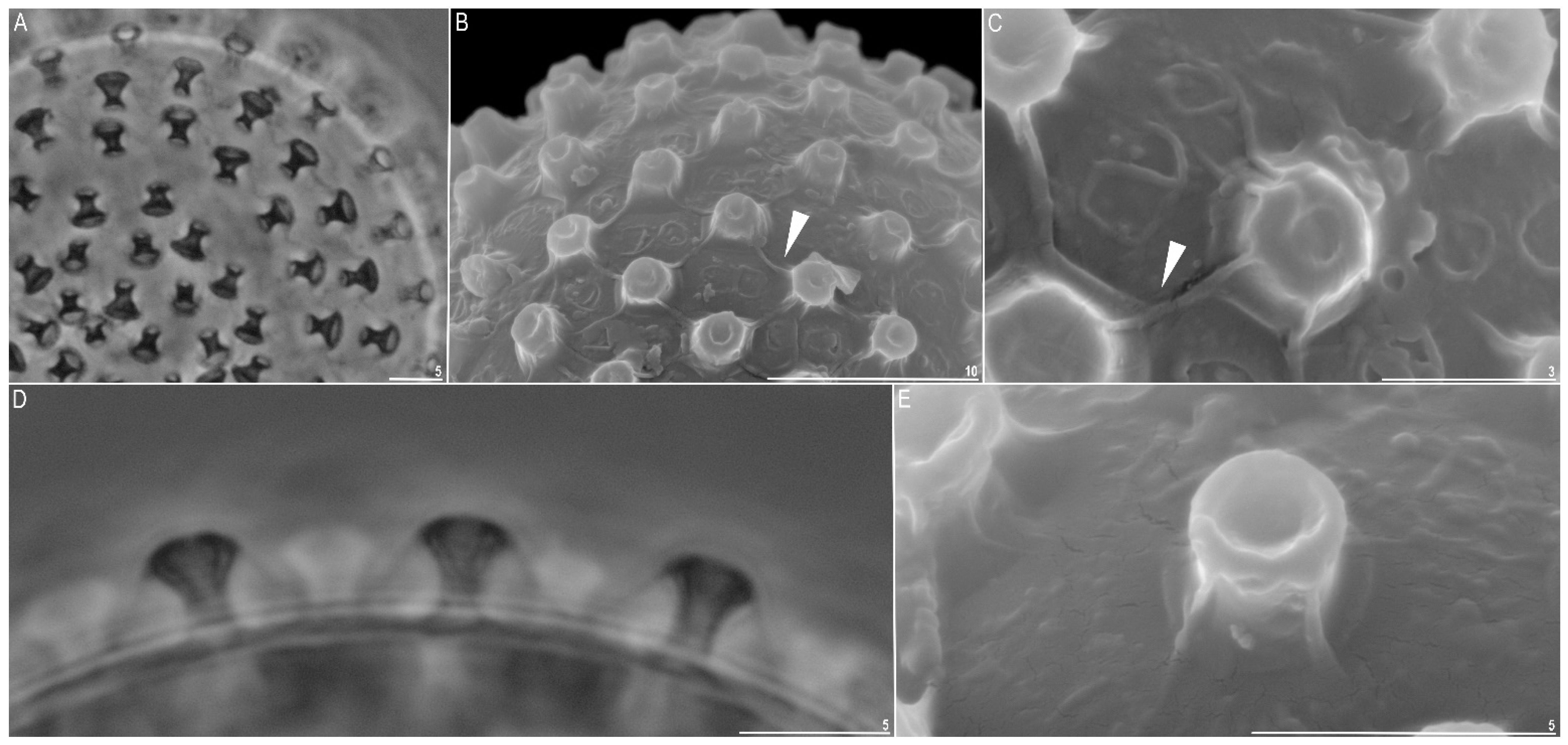 Diversity 14 00356 g005 550