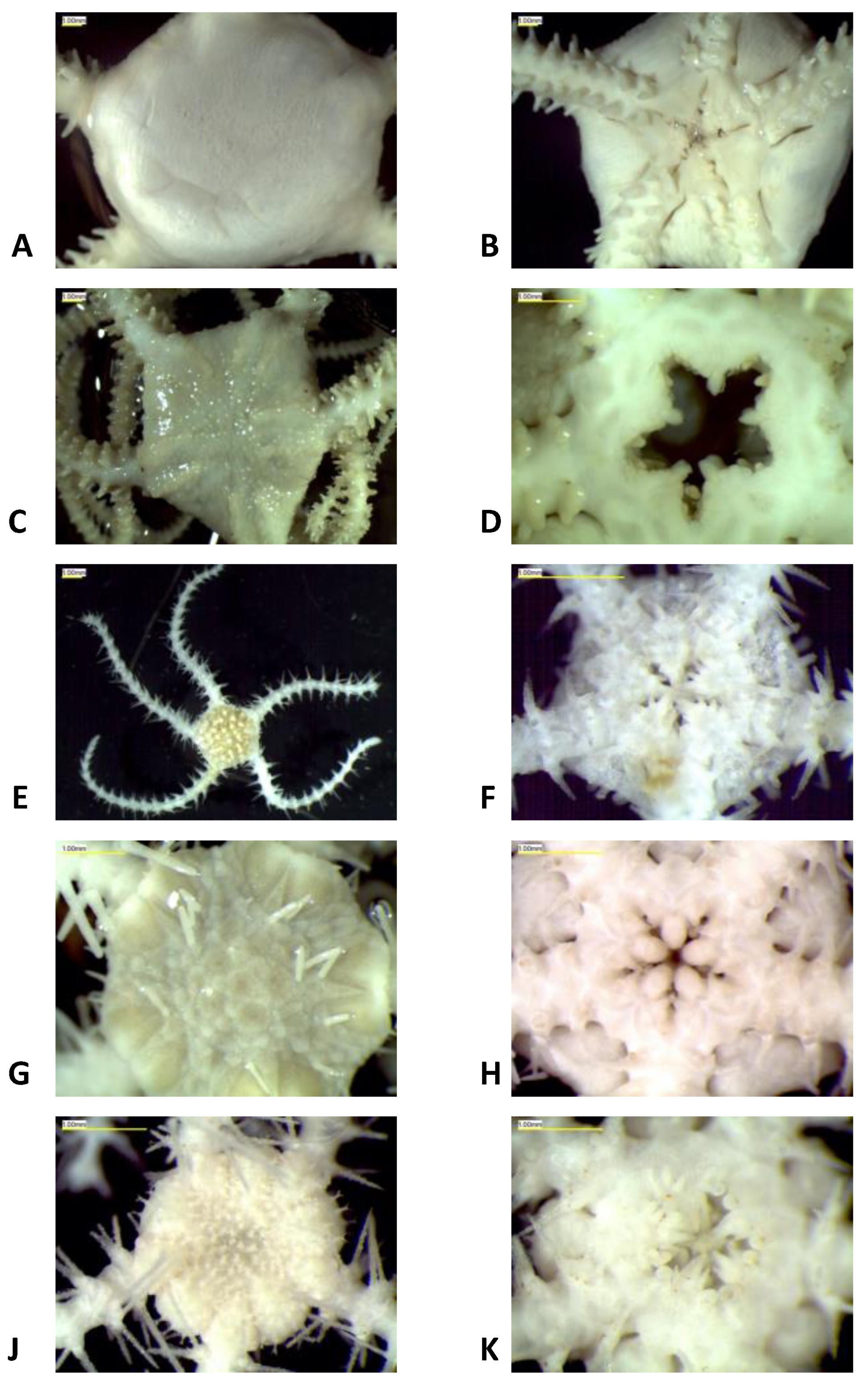 Diversity 14 00358 g002 Diversity 14 00358 g002