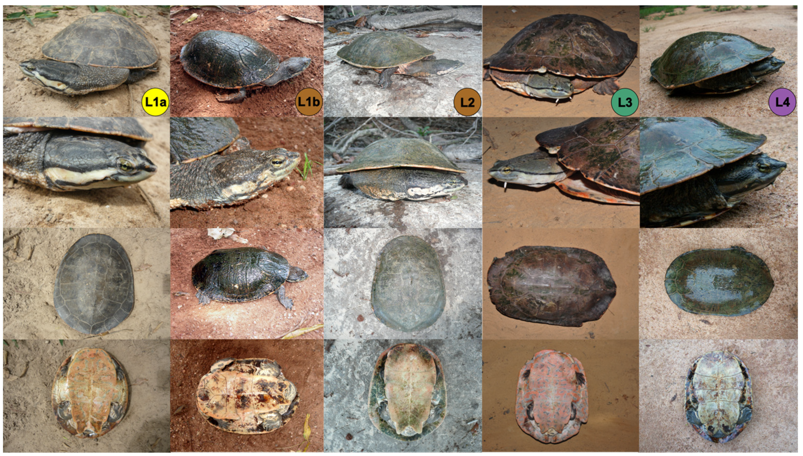 turtle by kay ryan analysis