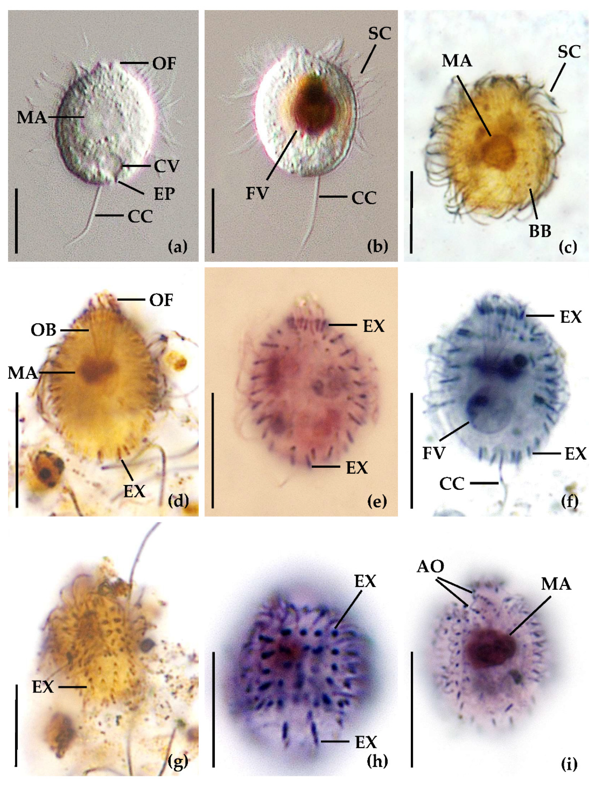 Diversity 14 00362 g001 Diversity 14 00362 g001