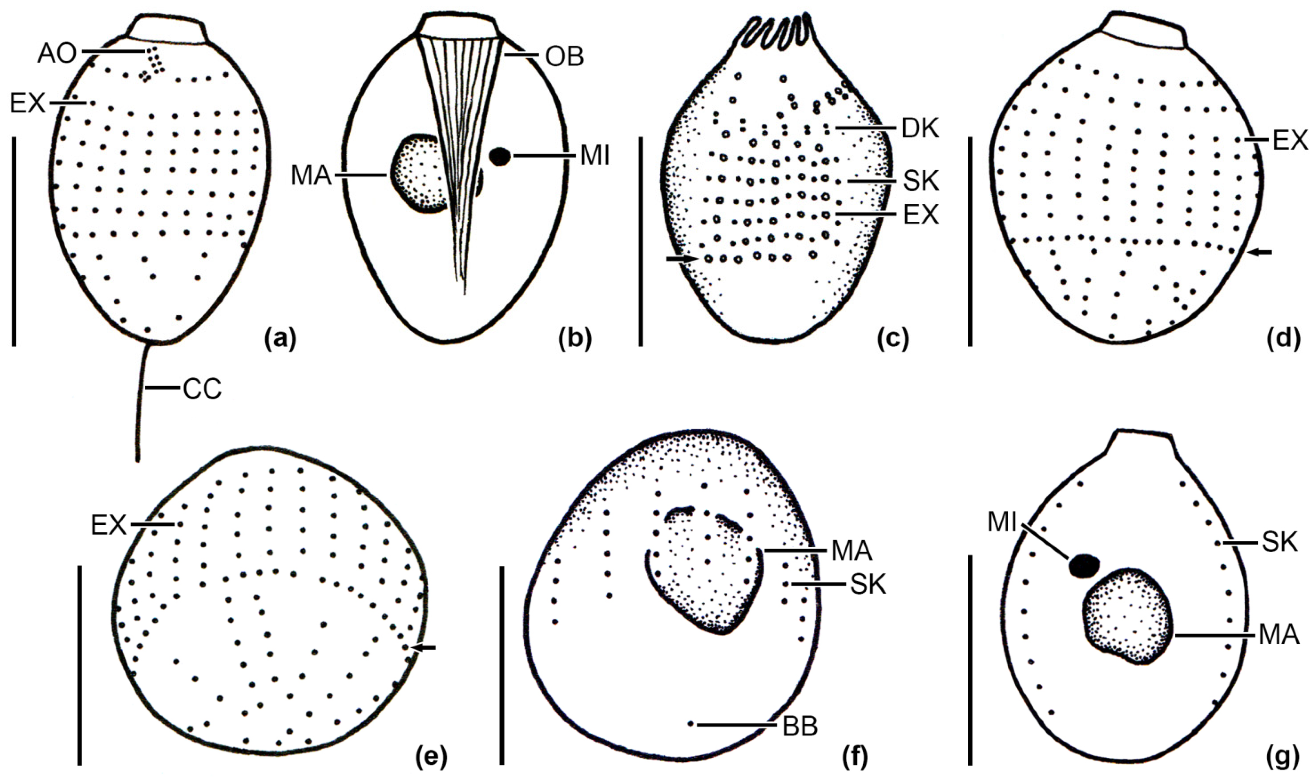 Diversity 14 00362 g002 Diversity 14 00362 g002