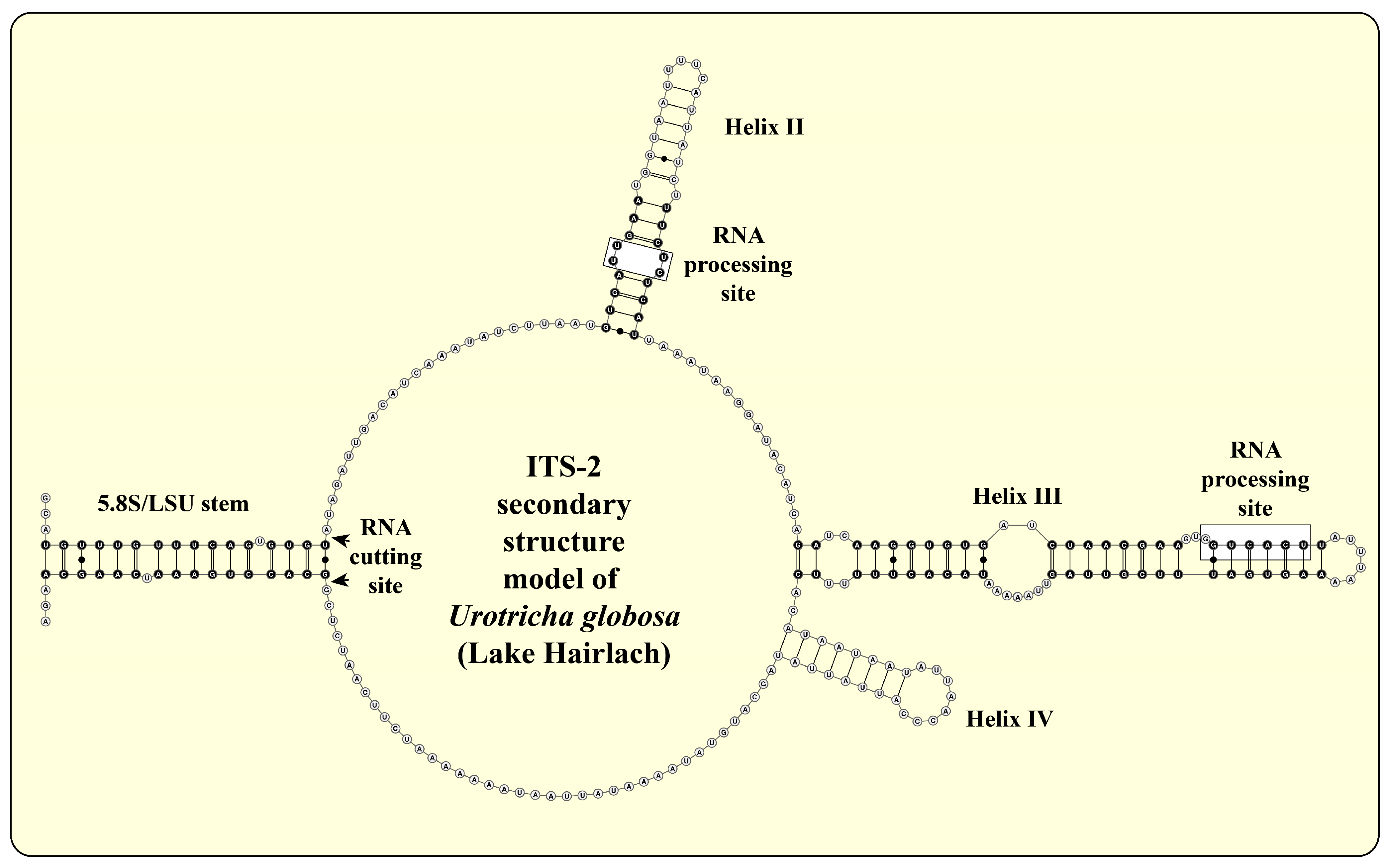 Diversity 14 00362 g005 Diversity 14 00362 g005