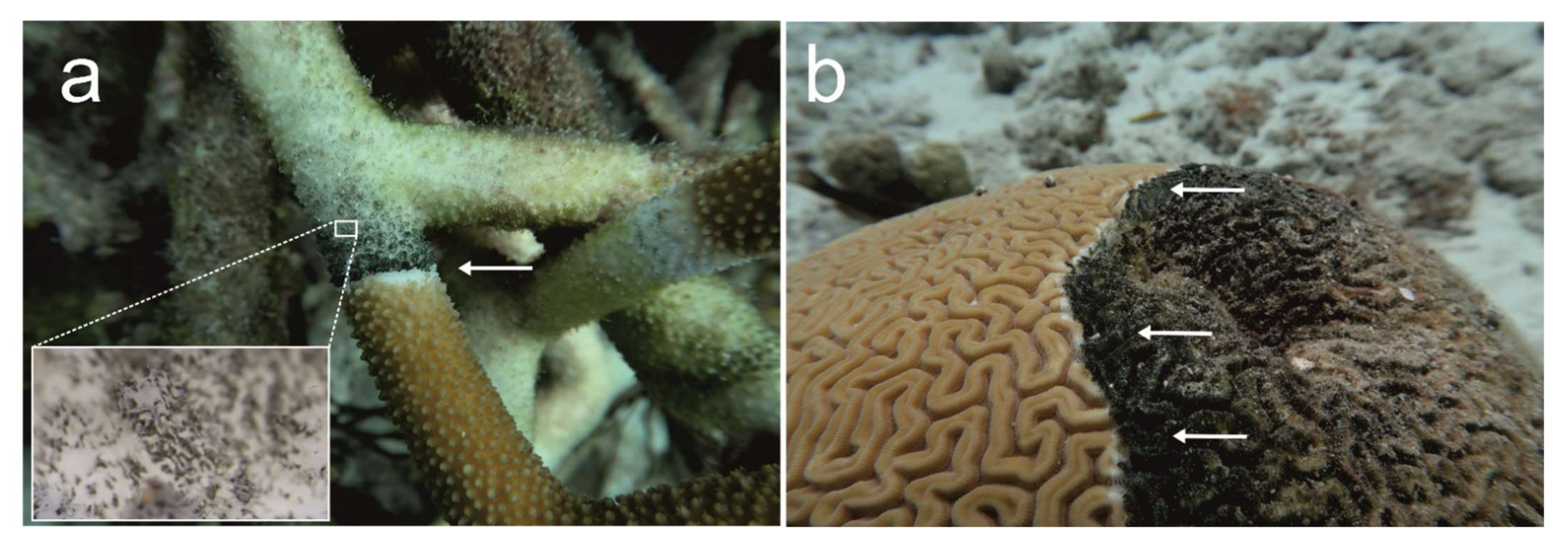 Diversity 14 00363 g001 Diversity 14 00363 g001