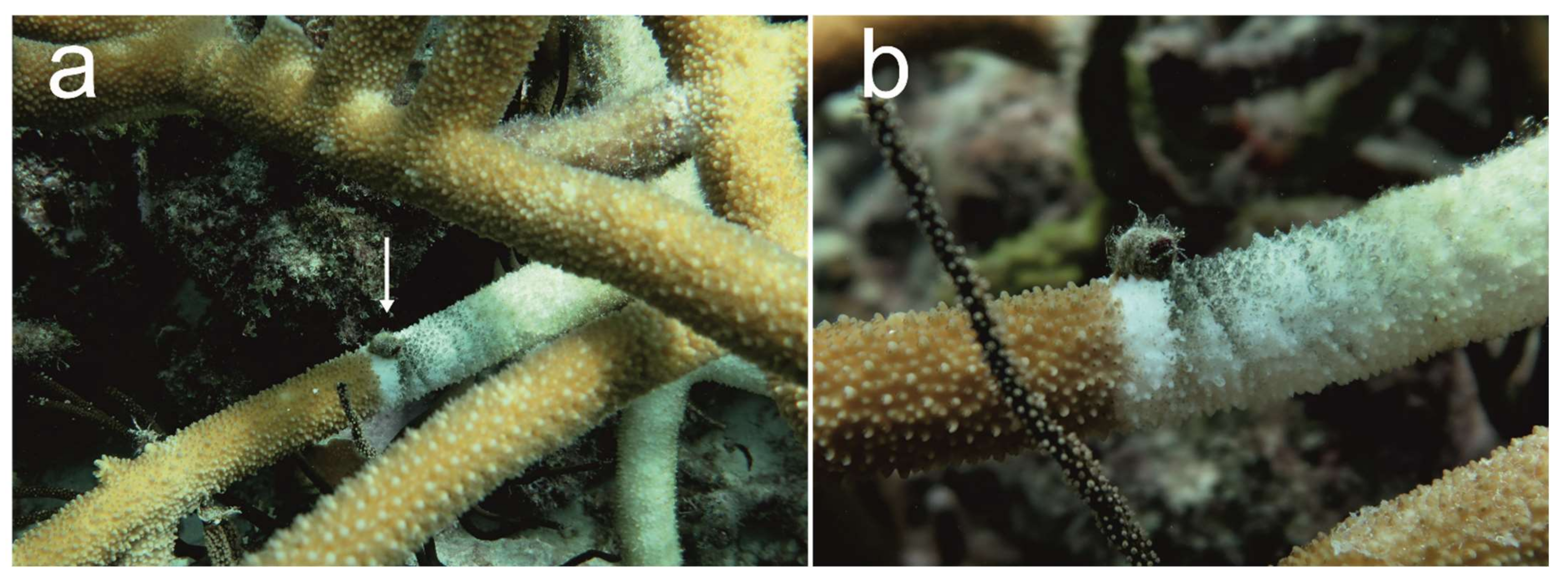 Diversity 14 00363 g002 Diversity 14 00363 g002