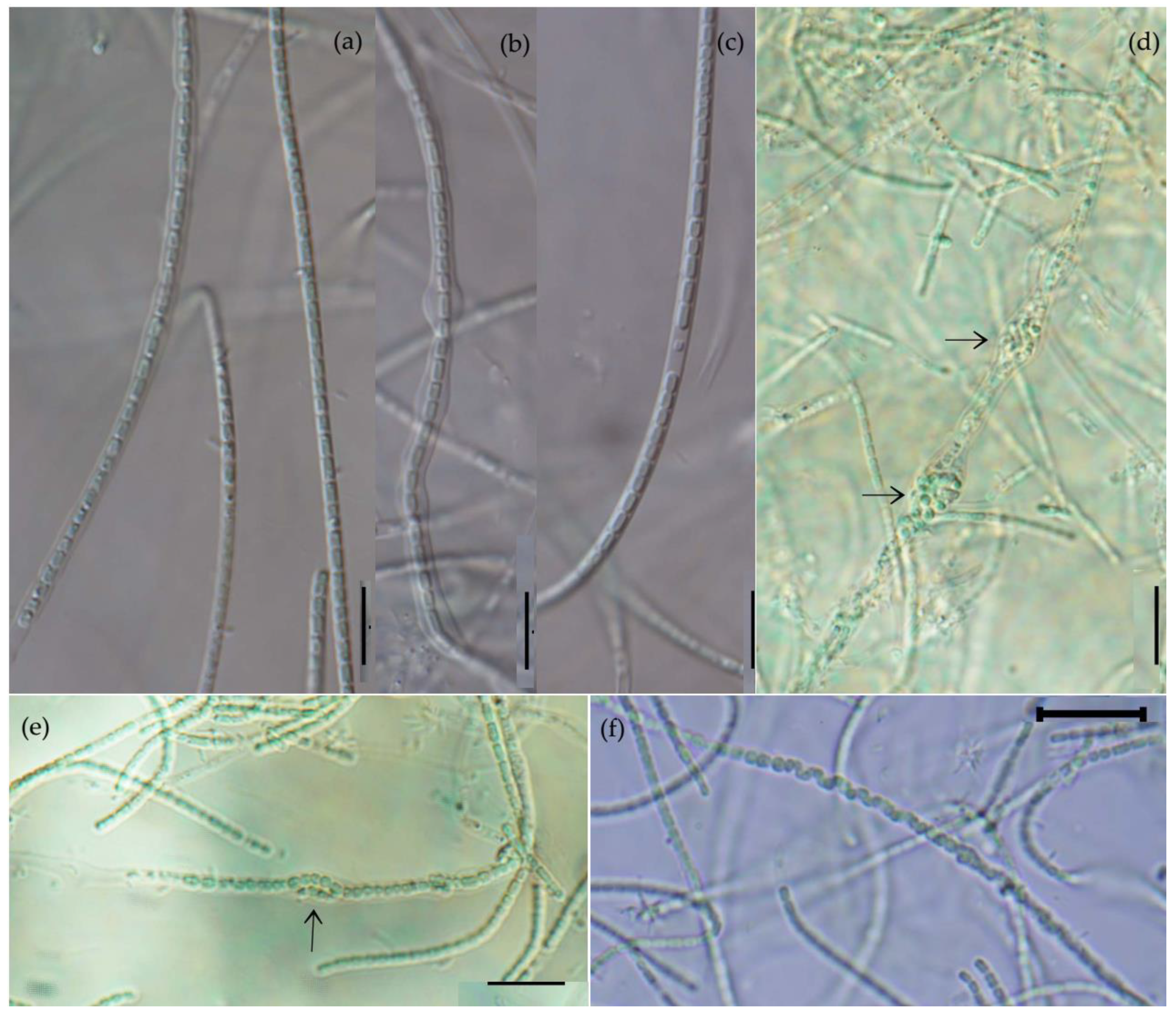 Diversity 14 00364 g001 550