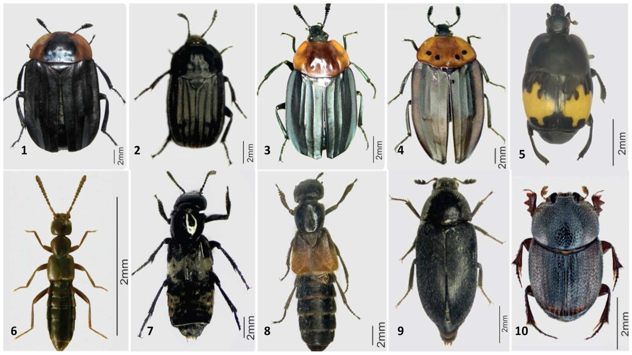 Diversity 14 00369 g001