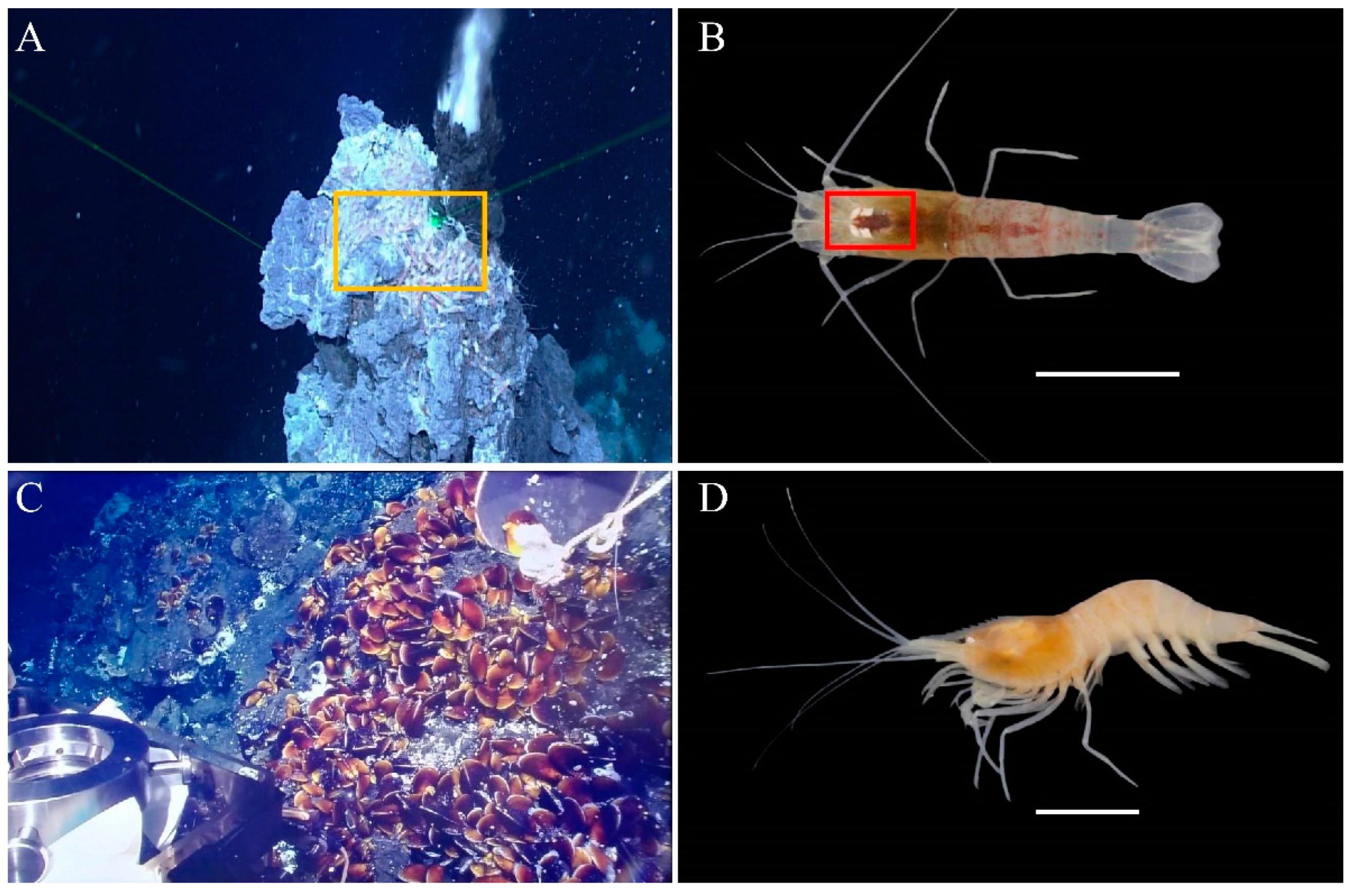 Diversity | Free Full-Text | Full-Length Transcriptome Comparison Provides Novel Insights into the Molecular Basis of Adaptation to Different Ecological Niches of the Deep-Sea Hydrothermal Vent in Alvinocaridid Shrimps Diversity | Free Full-Text | Full-Length Transcriptome Comparison Provides Novel Insights into the Molecular Basis of Adaptation to Different Ecological Niches of the Deep-Sea Hydrothermal Vent in Alvinocaridid Shrimps