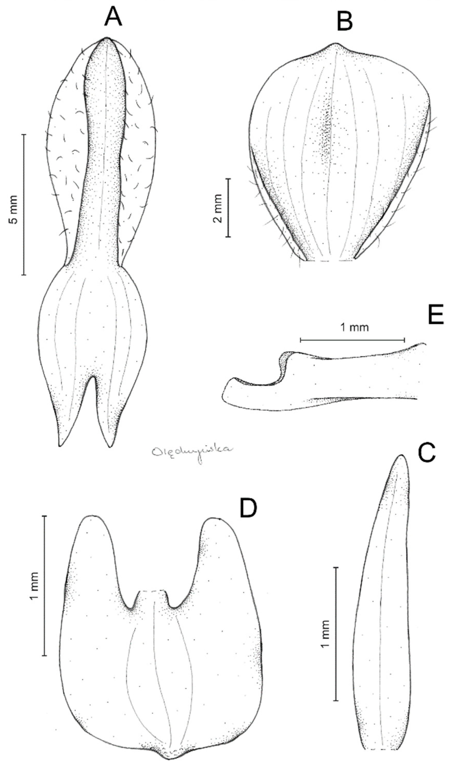 Diversity 14 00372 g013
