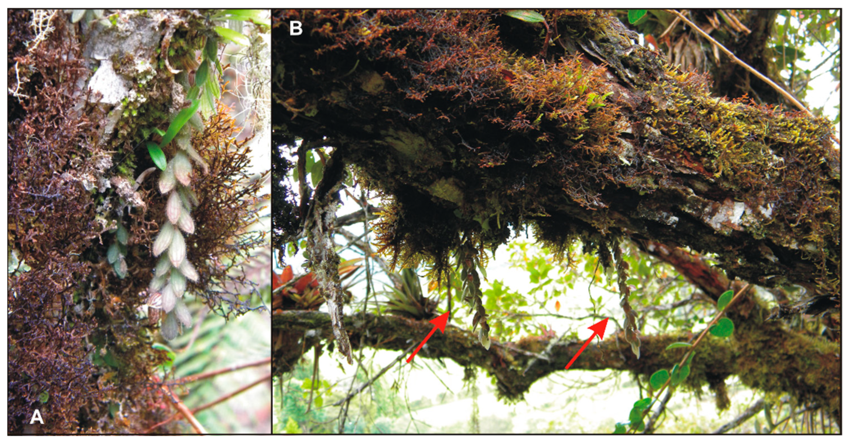 Diversity 14 00372 g014