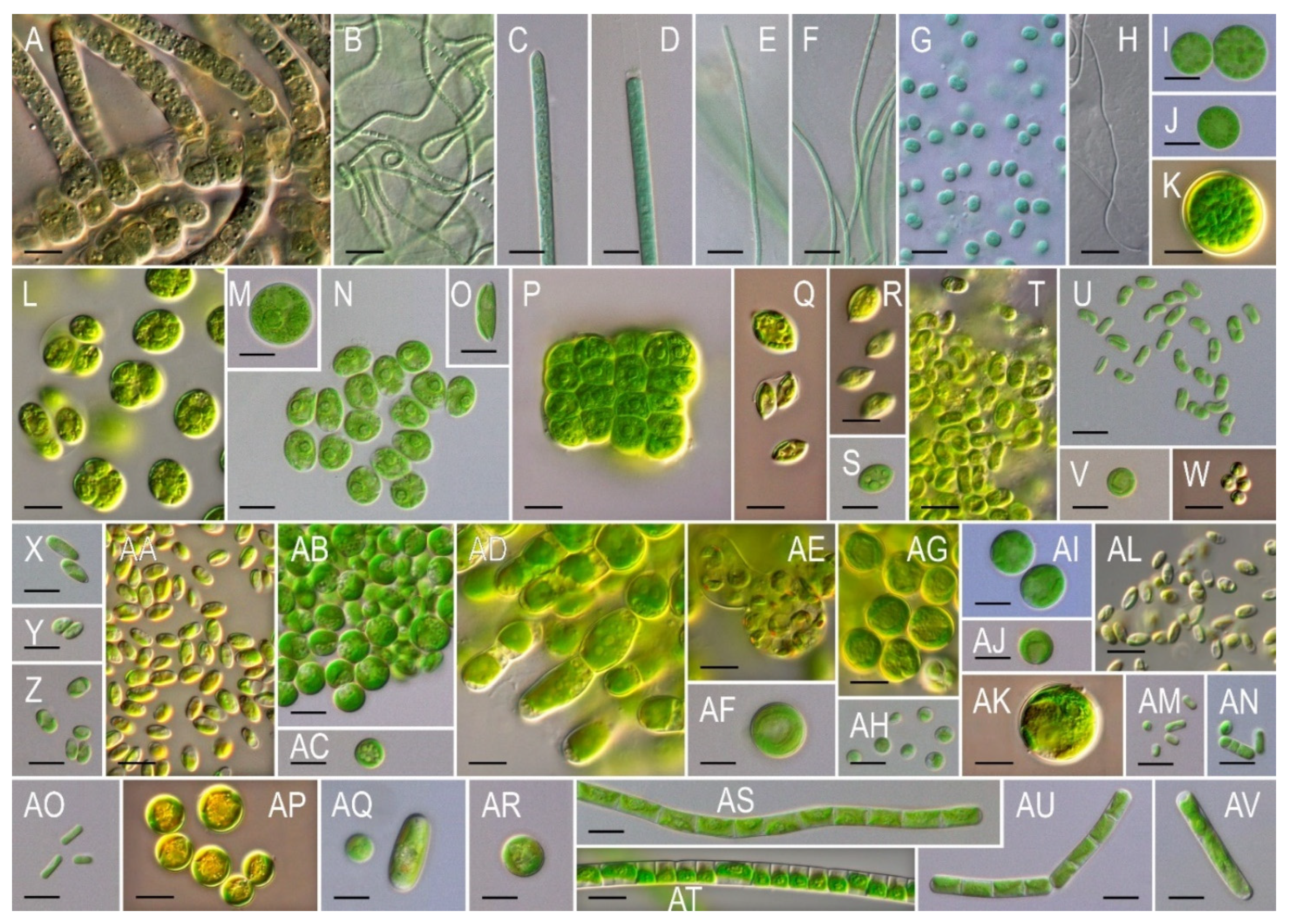 Diversity 14 00375 g003