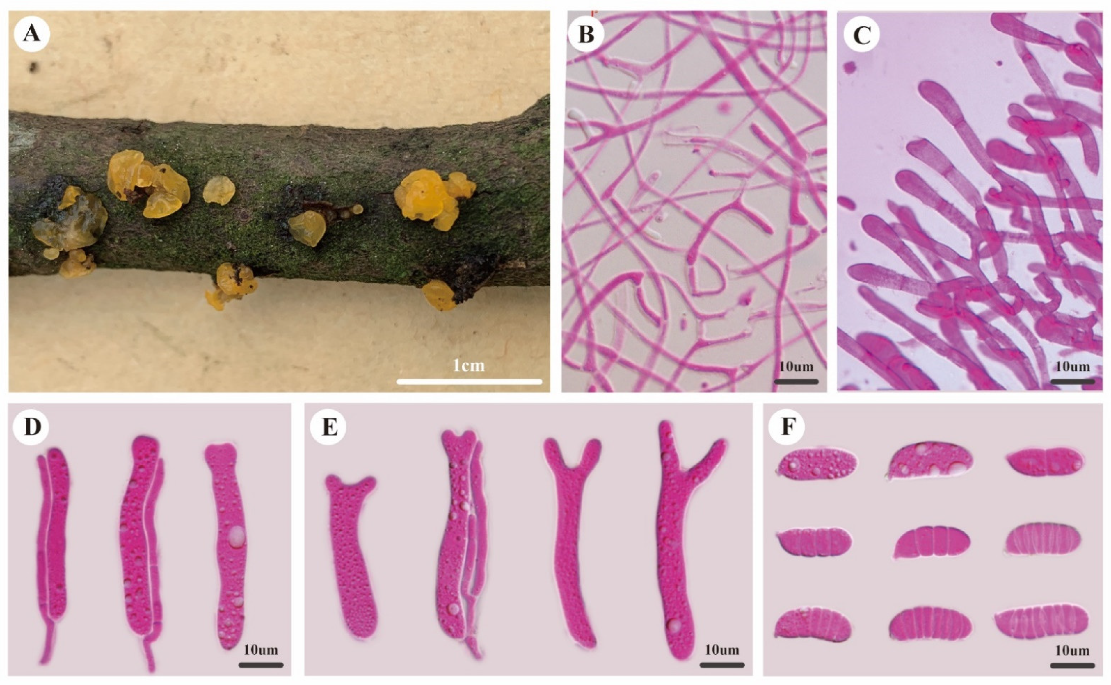 Diversity 14 00379 g003 550