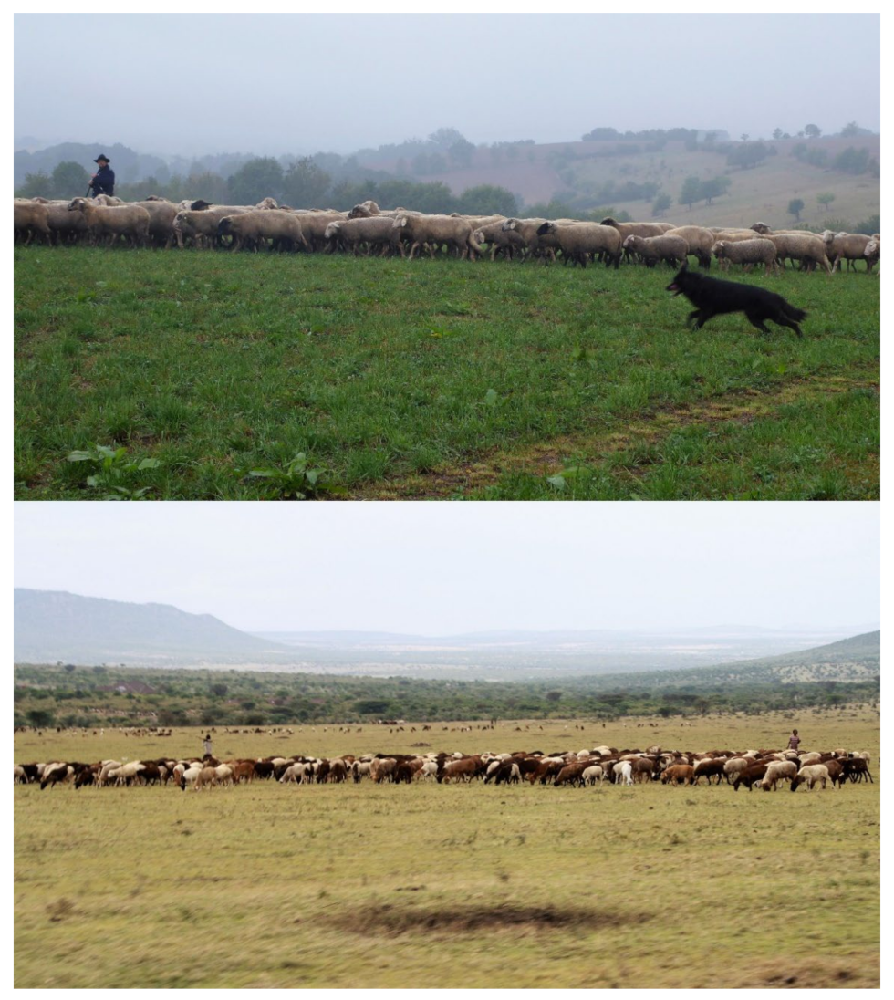 Diversity 14 00380 g003 Diversity 14 00380 g003