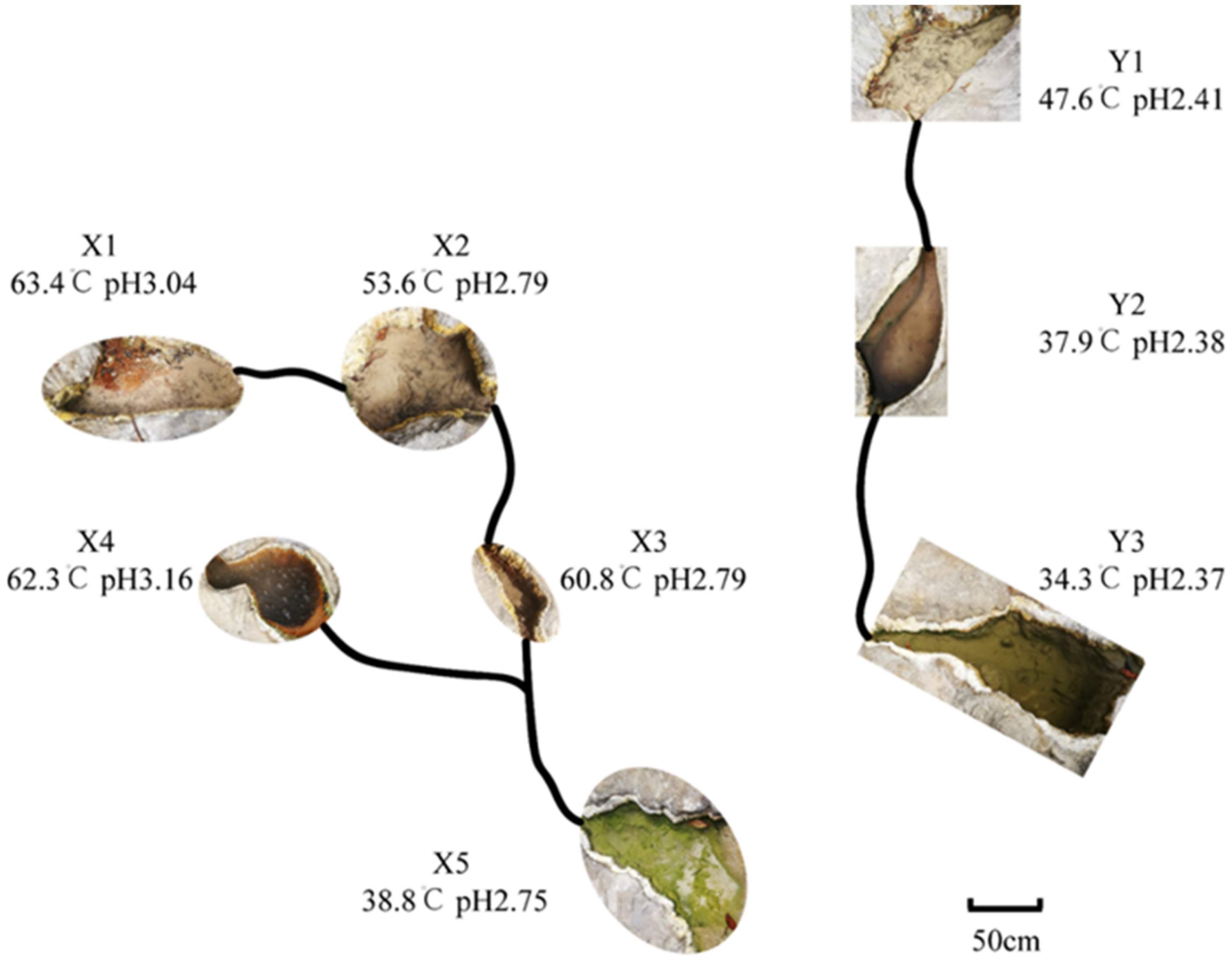 Diversity 14 00381 g001
