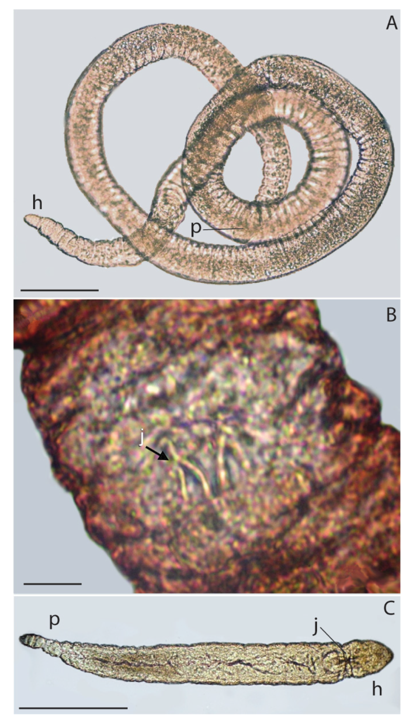 Diversity 14 00382 g002 550