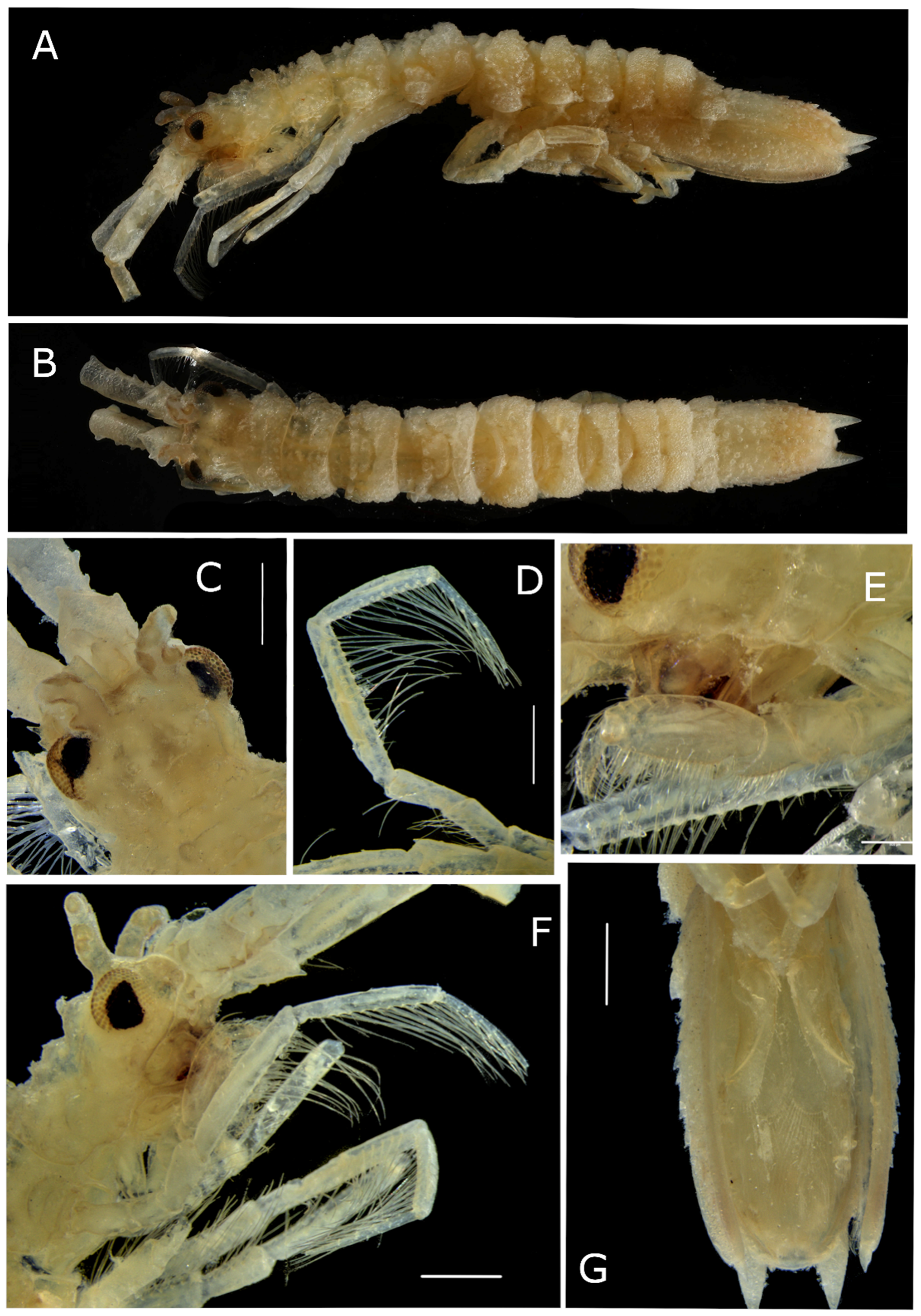 Diversity 14 00386 g006 550